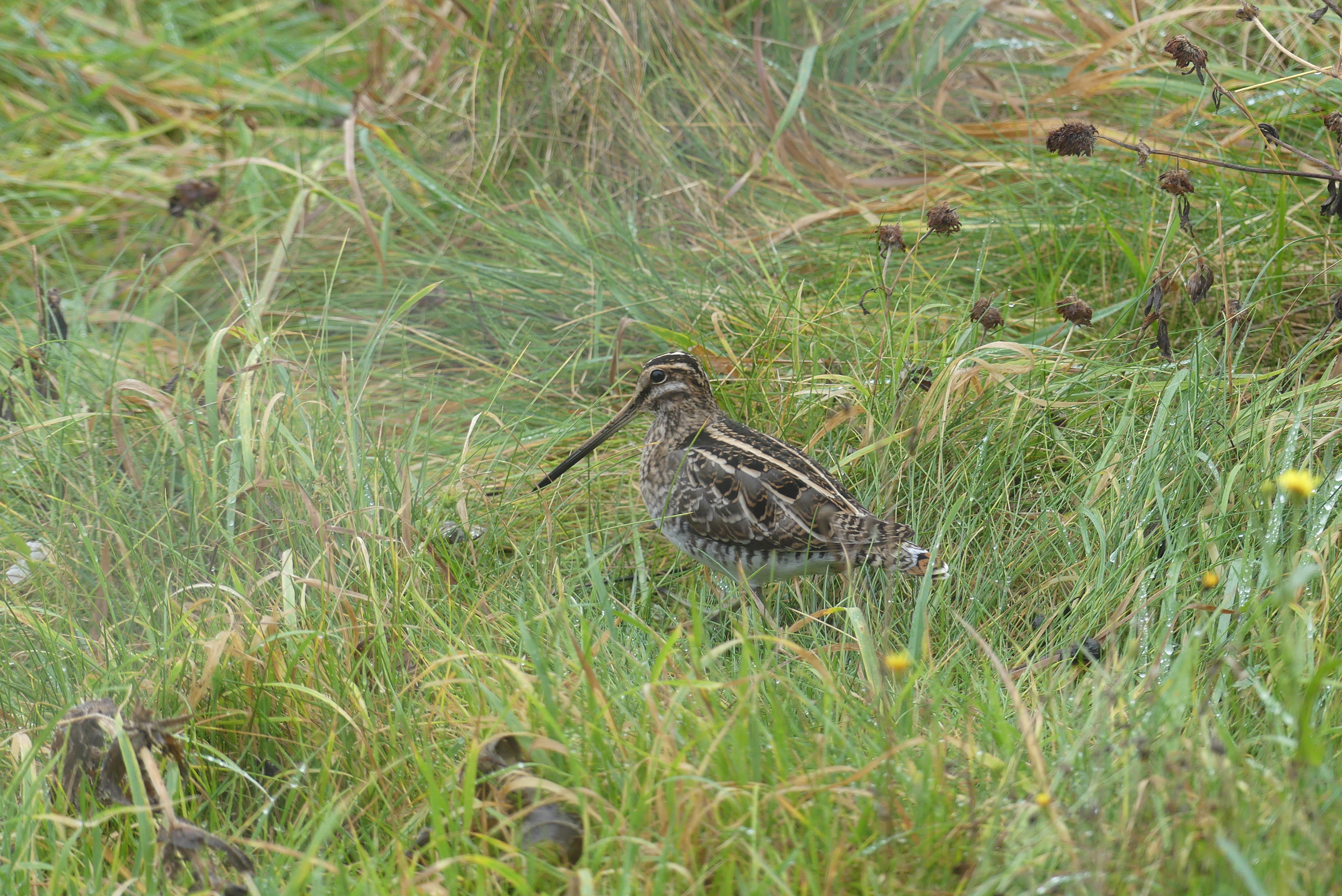 Common Snipe in front of the main observatory 