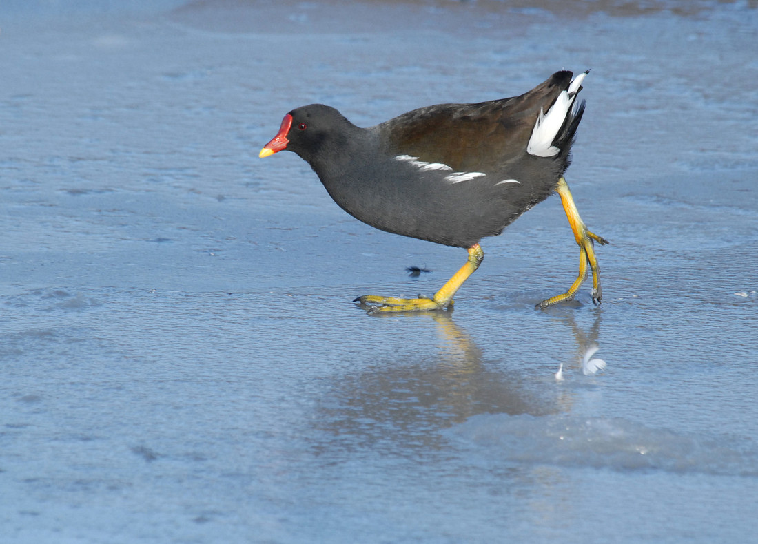 Recent Sightings - 3rd February 2019