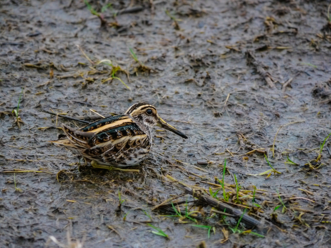 Jack Snipe feeding on the marsh