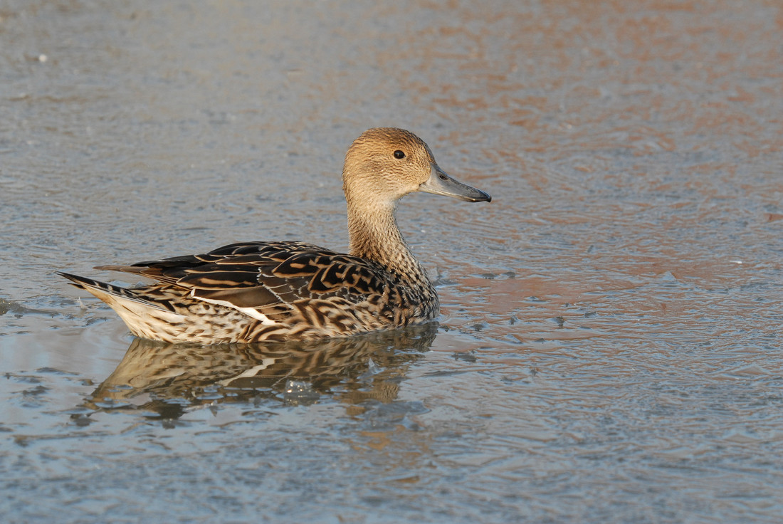 Pintail on the reservoir lagoon 