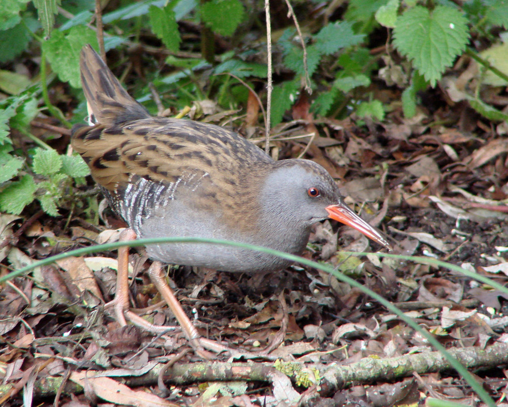 Water Rail calling from the reedbeds