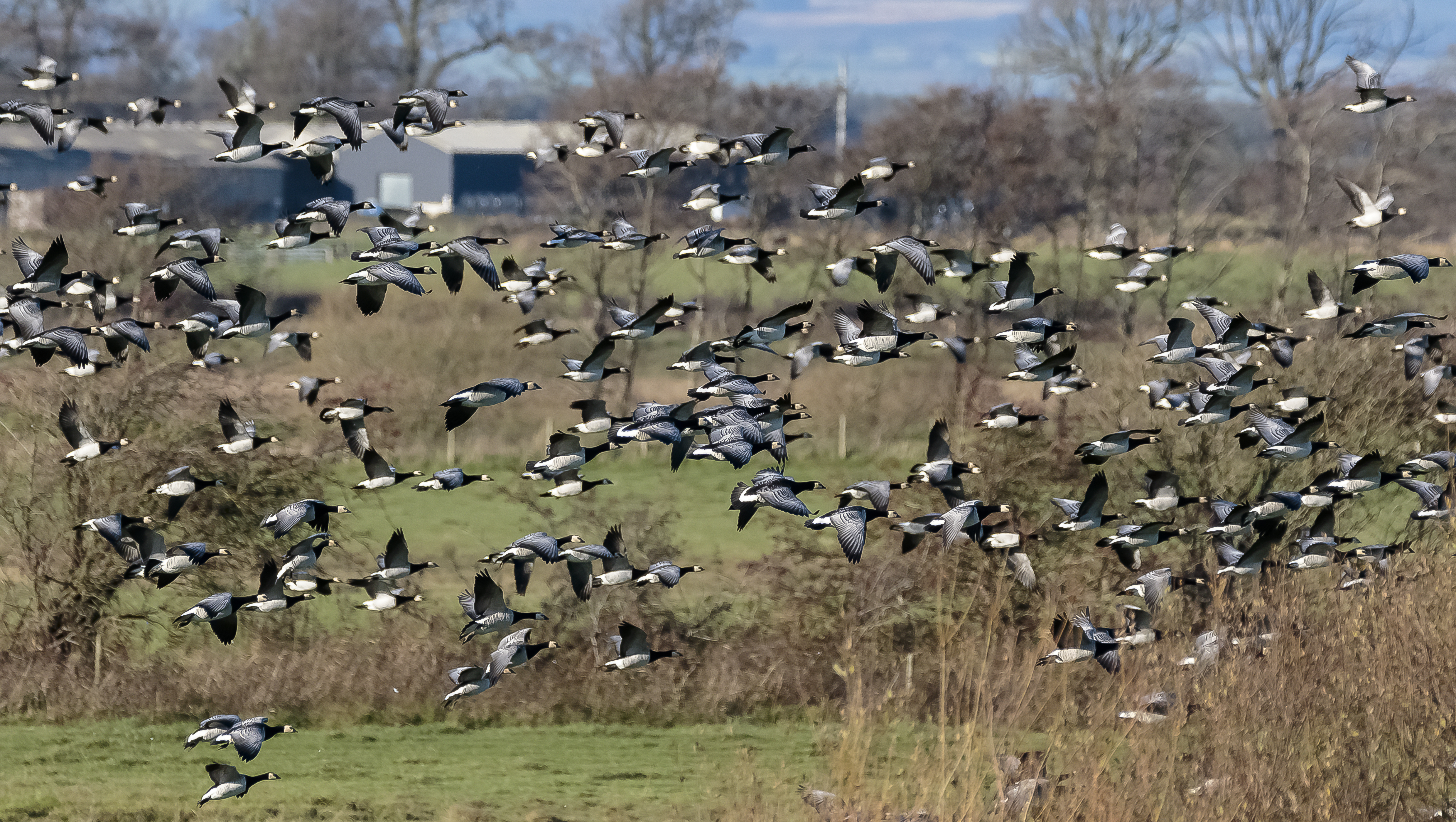 Wonderful wildfowl