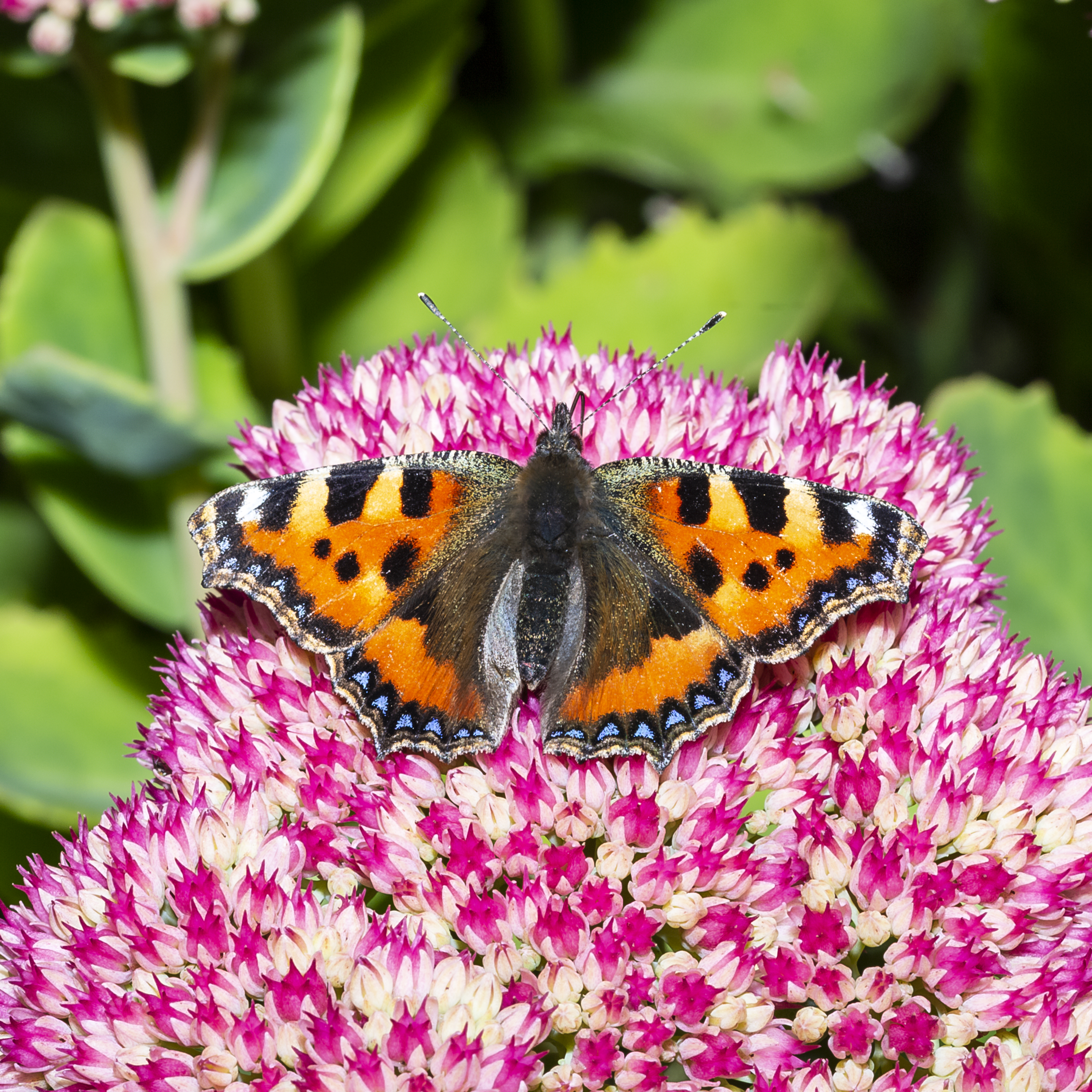 Sunny Sedum Attracts the Butterflies