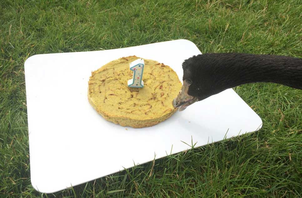 Our magpie geese mark first birthday in style, with fun and cake!