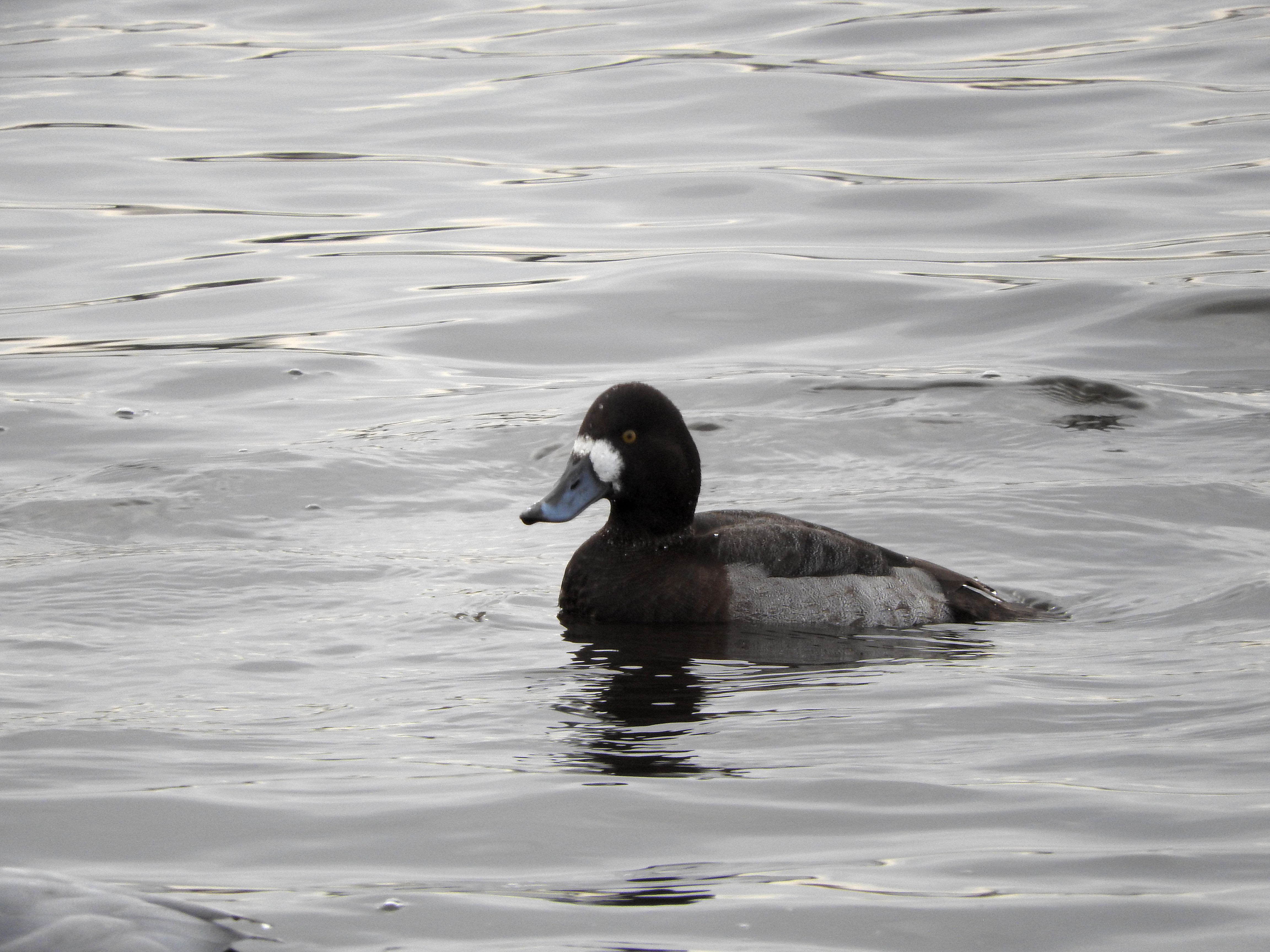 Hybrid Duck?