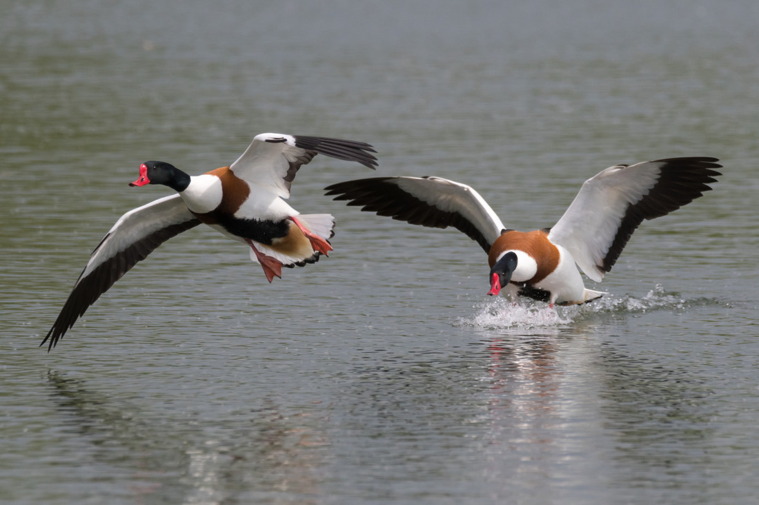 Shelduck in good view on the main lake