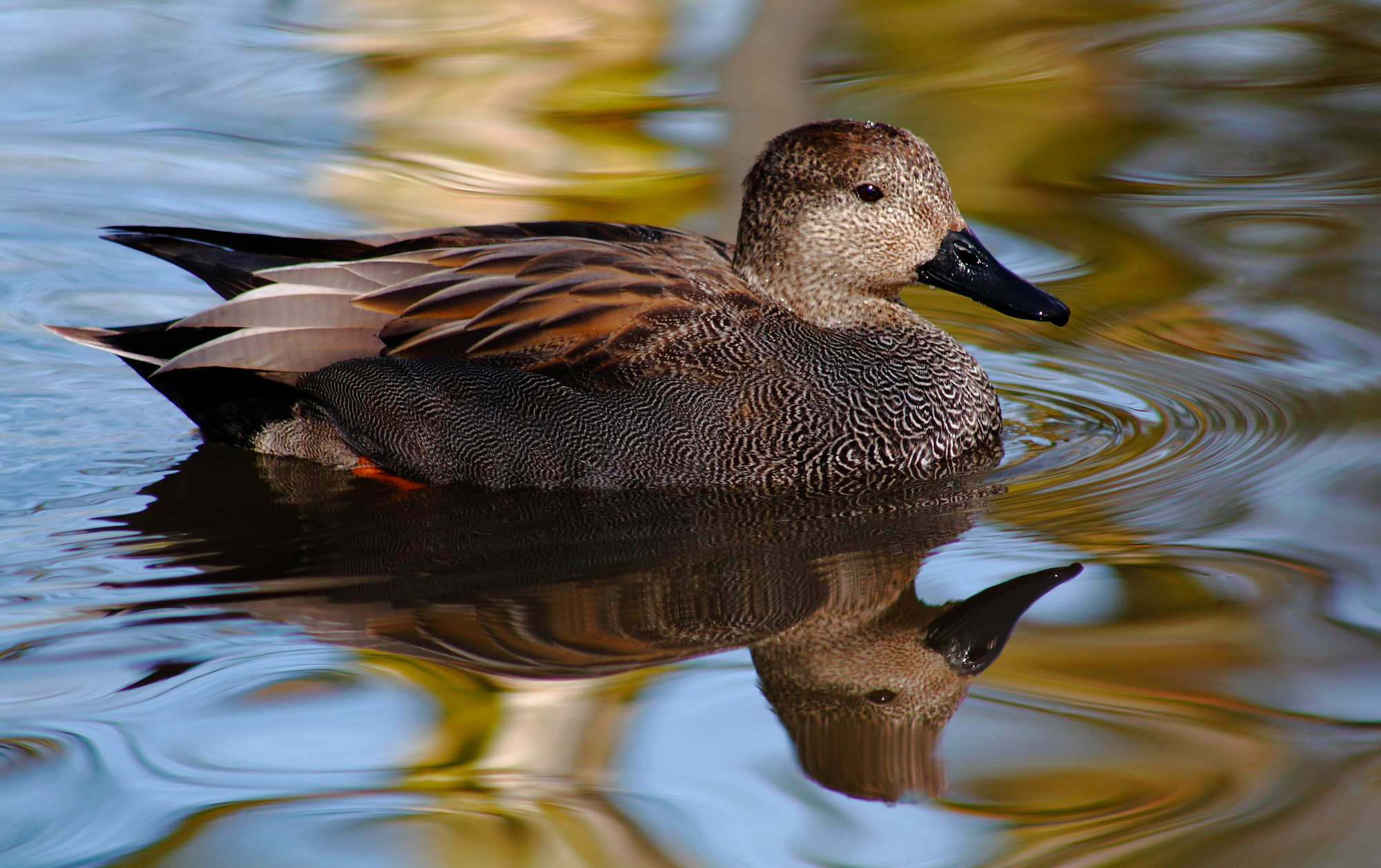 Recent Sightings - 11th February 2019