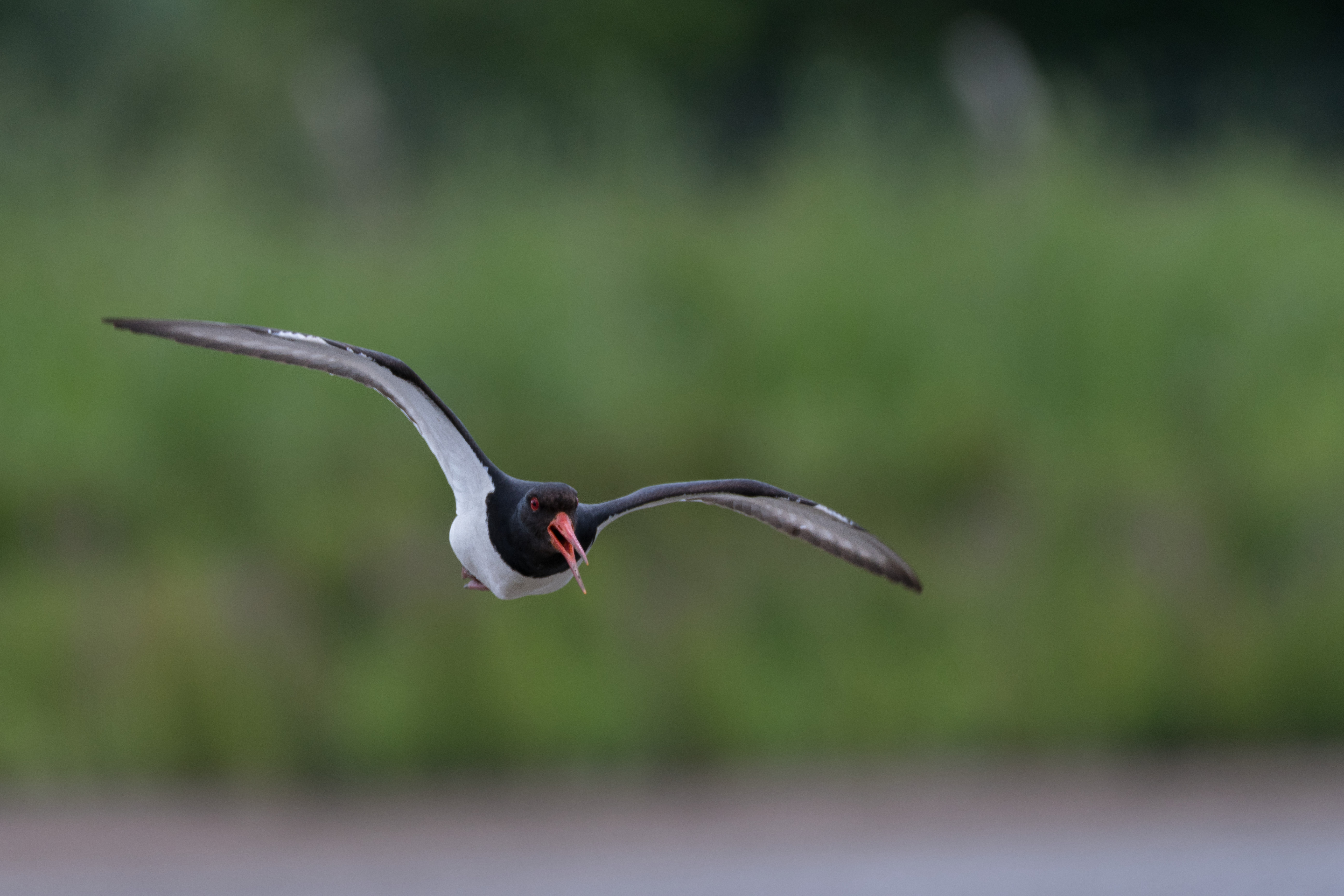 Birds breeding across the reserve w/c May 25th 2020