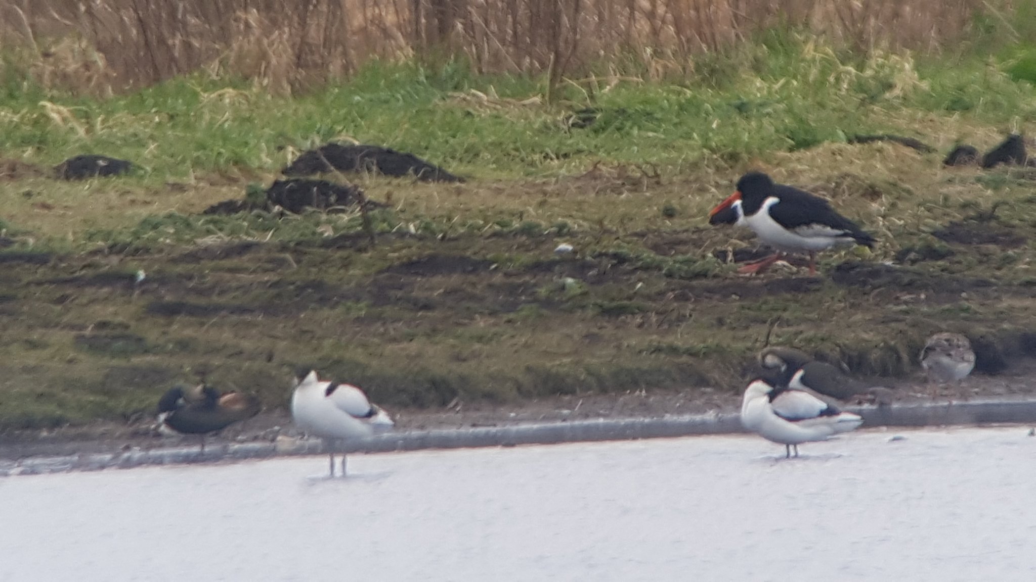 Avocet Return