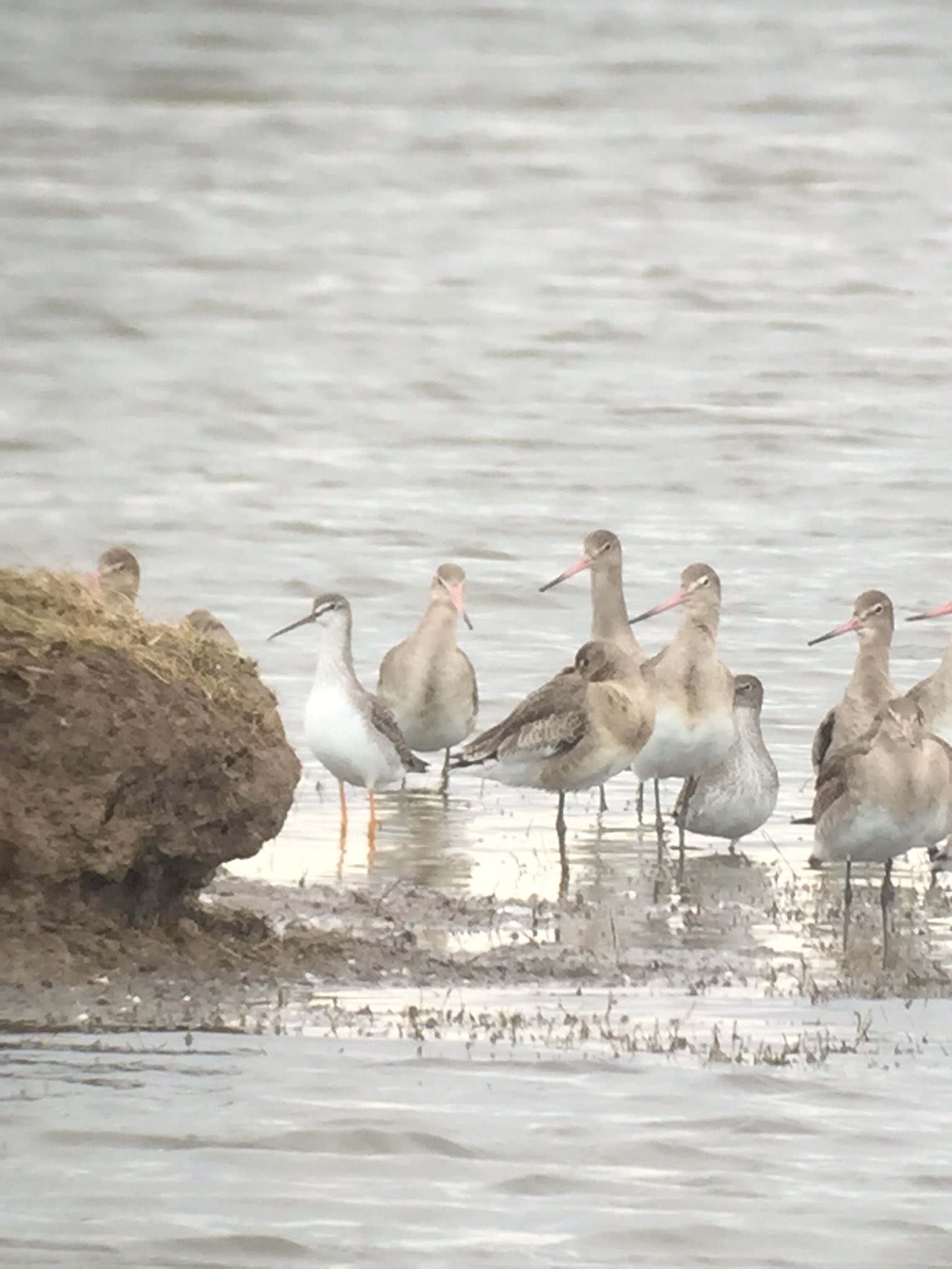 Green-winged Teal & Spotted Redshank back again