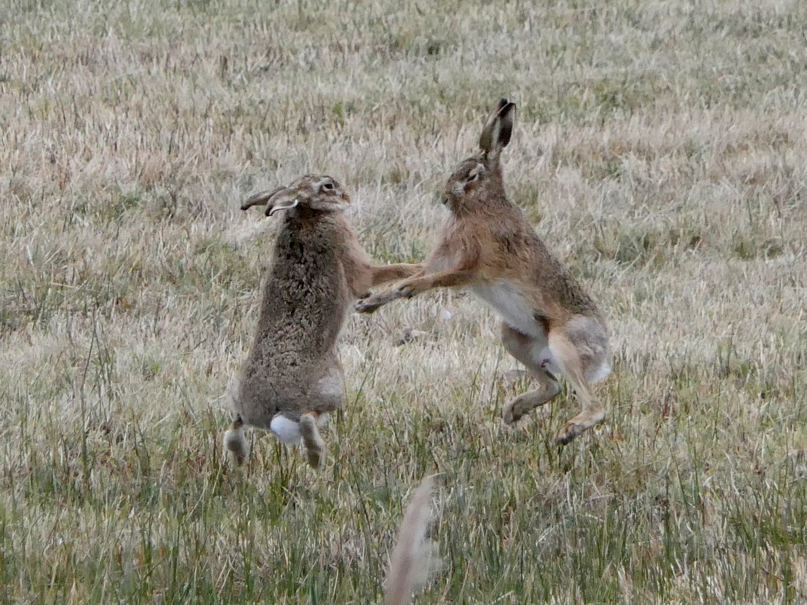 Hare Today