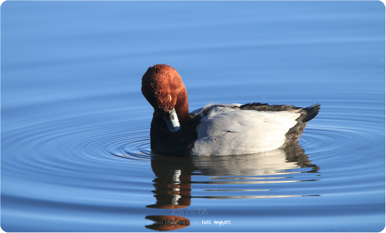 Recent Sightings 13th - 15th Feb