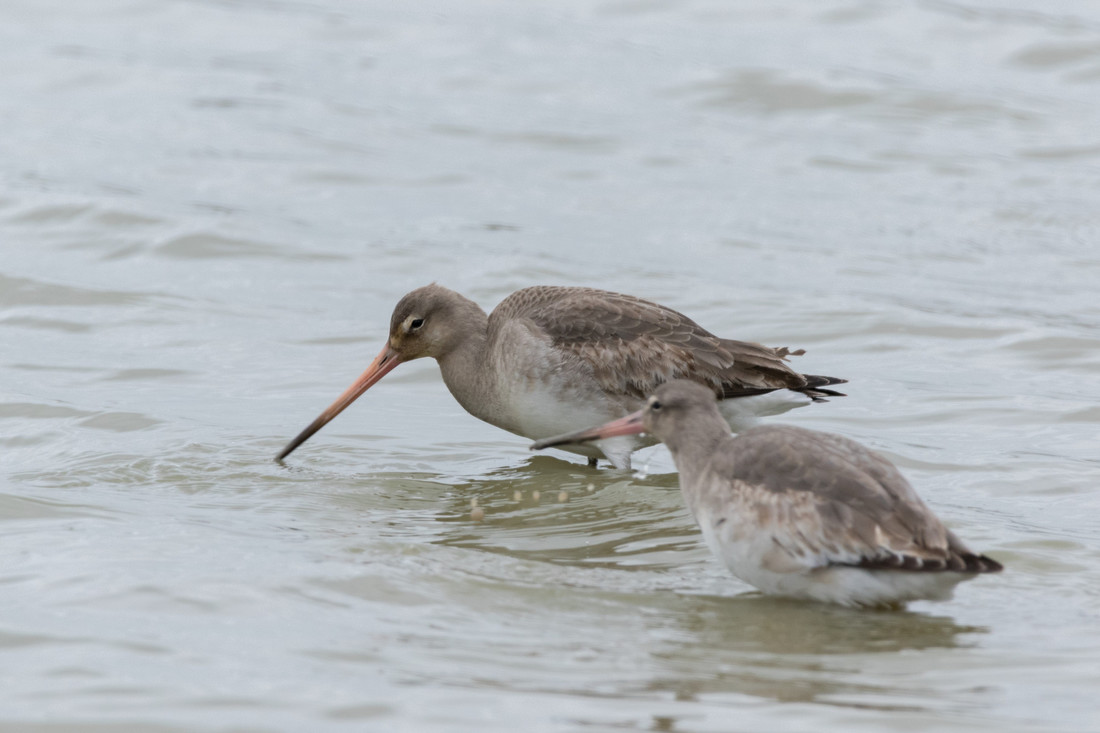 Wildlife sightings for 30th January 2022