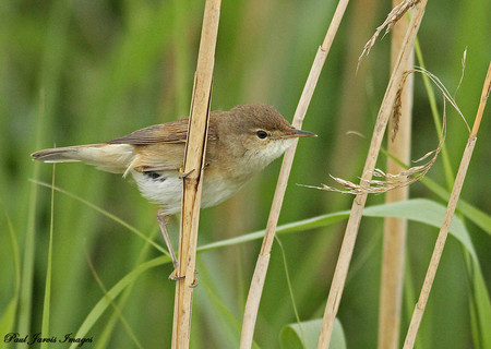 Wildlife sightings for 24th April 2022