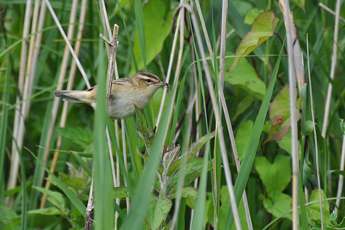 Wildlife Sightings for 13th August 2024