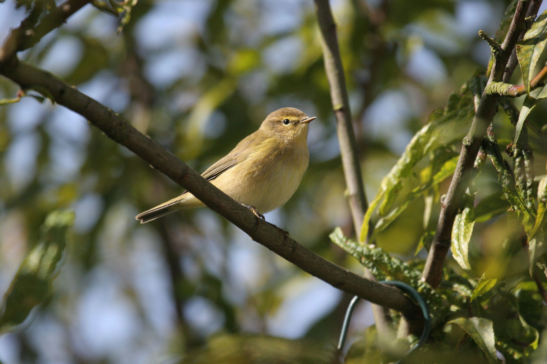 Wildlife Sightings for 17th September 2024