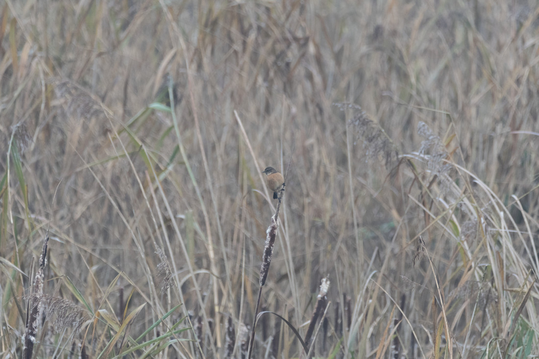 Wildlife Sightings for 11th January 2024