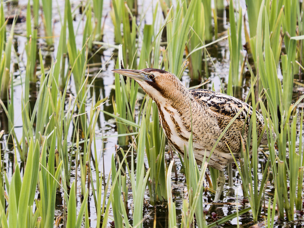 Bittern showing well on the sheltered lagoon