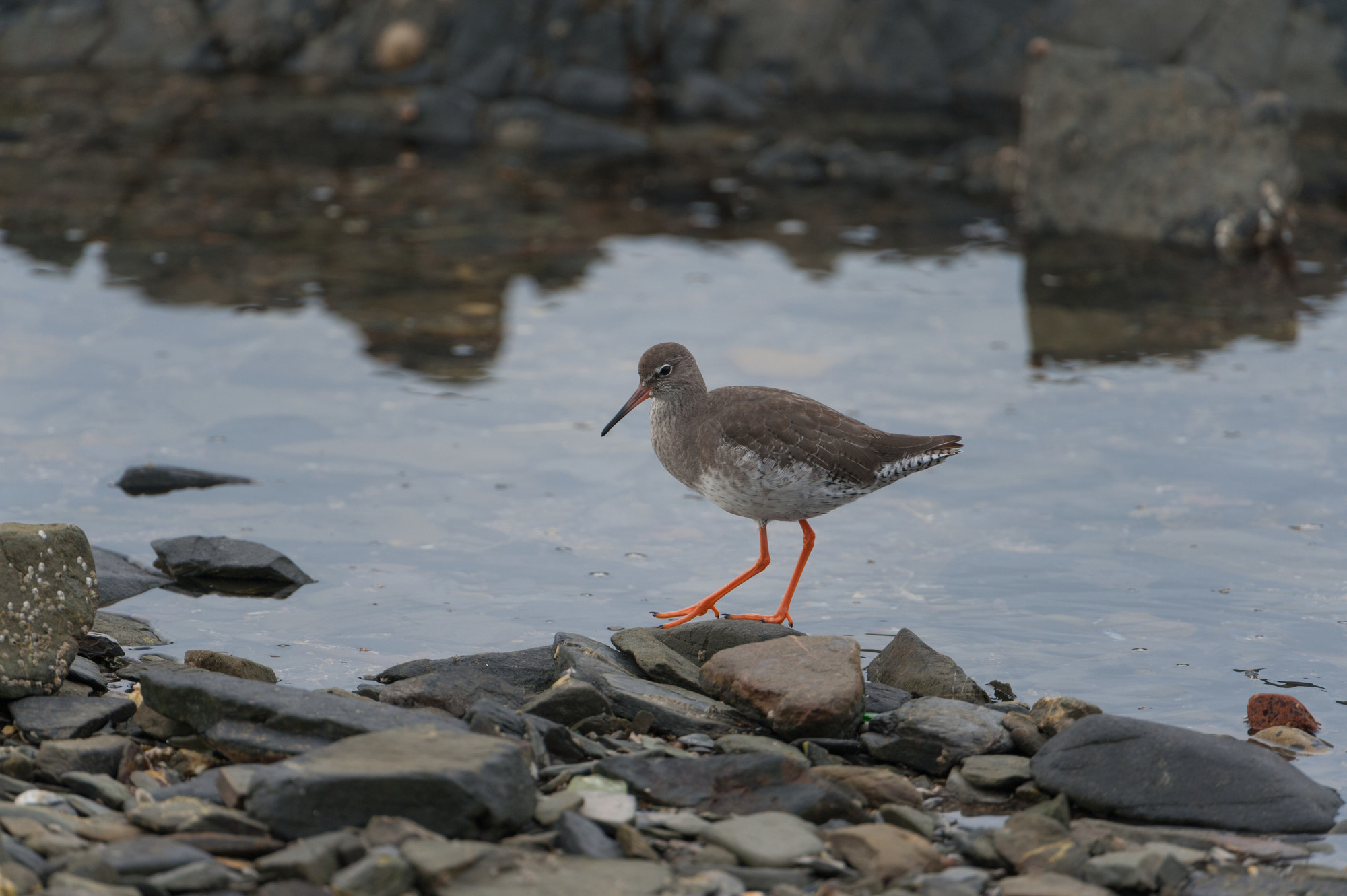 Recent Sightings - 25th August 2020