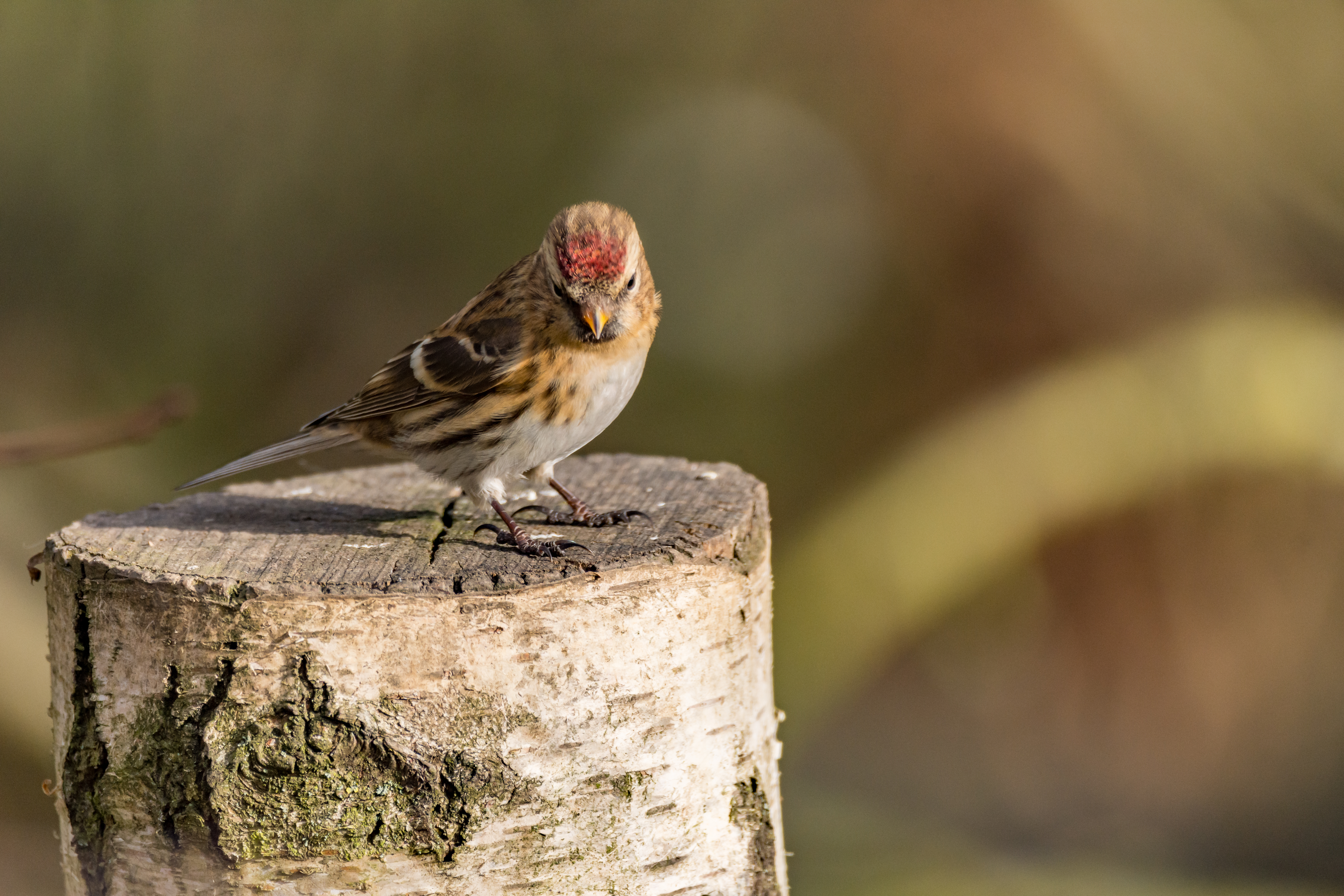 Wildlife sightings for 16th November 2020