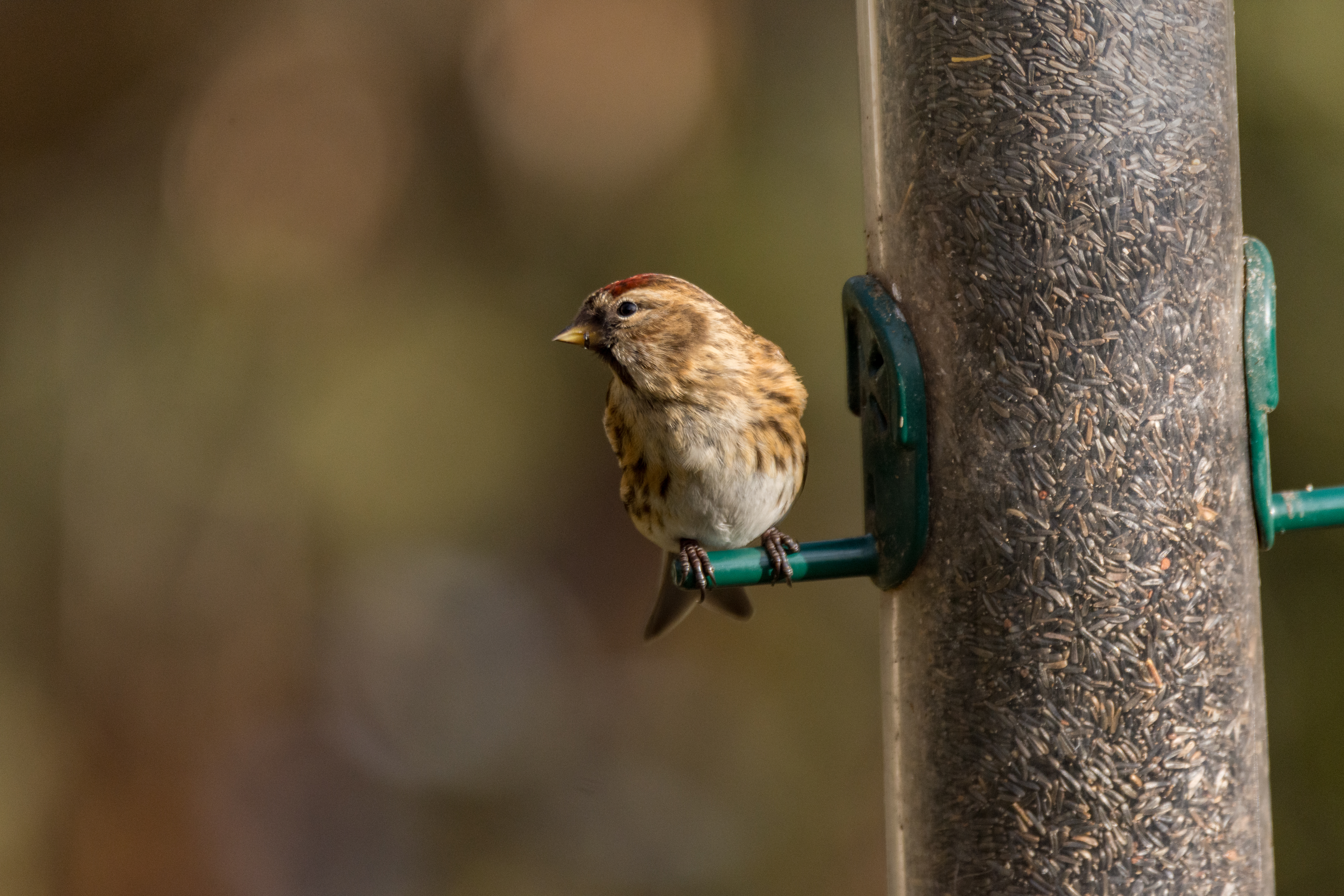 Wildlife sightings - 09/12/2020