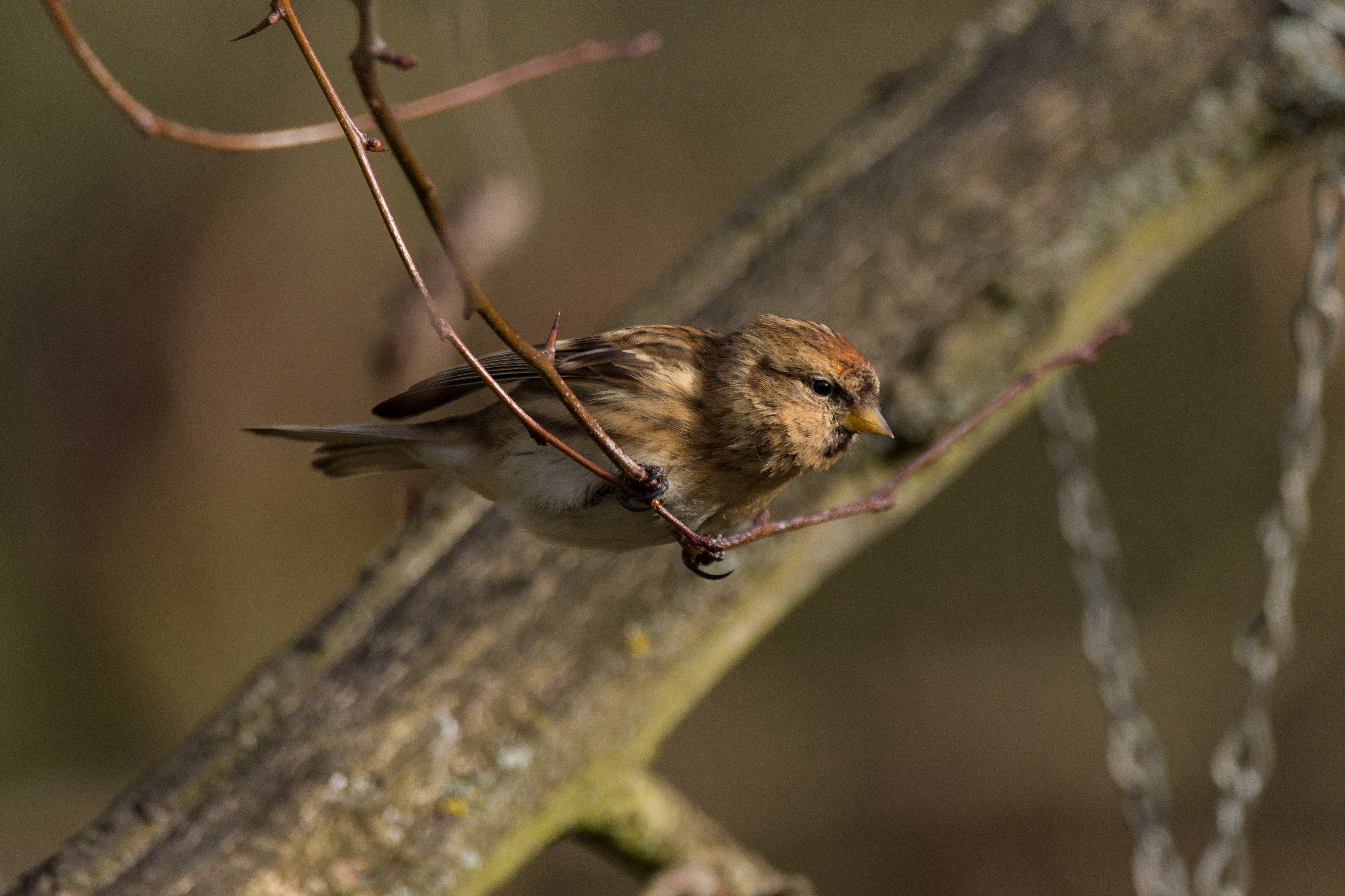 Wildlife sightings - 24/02/19