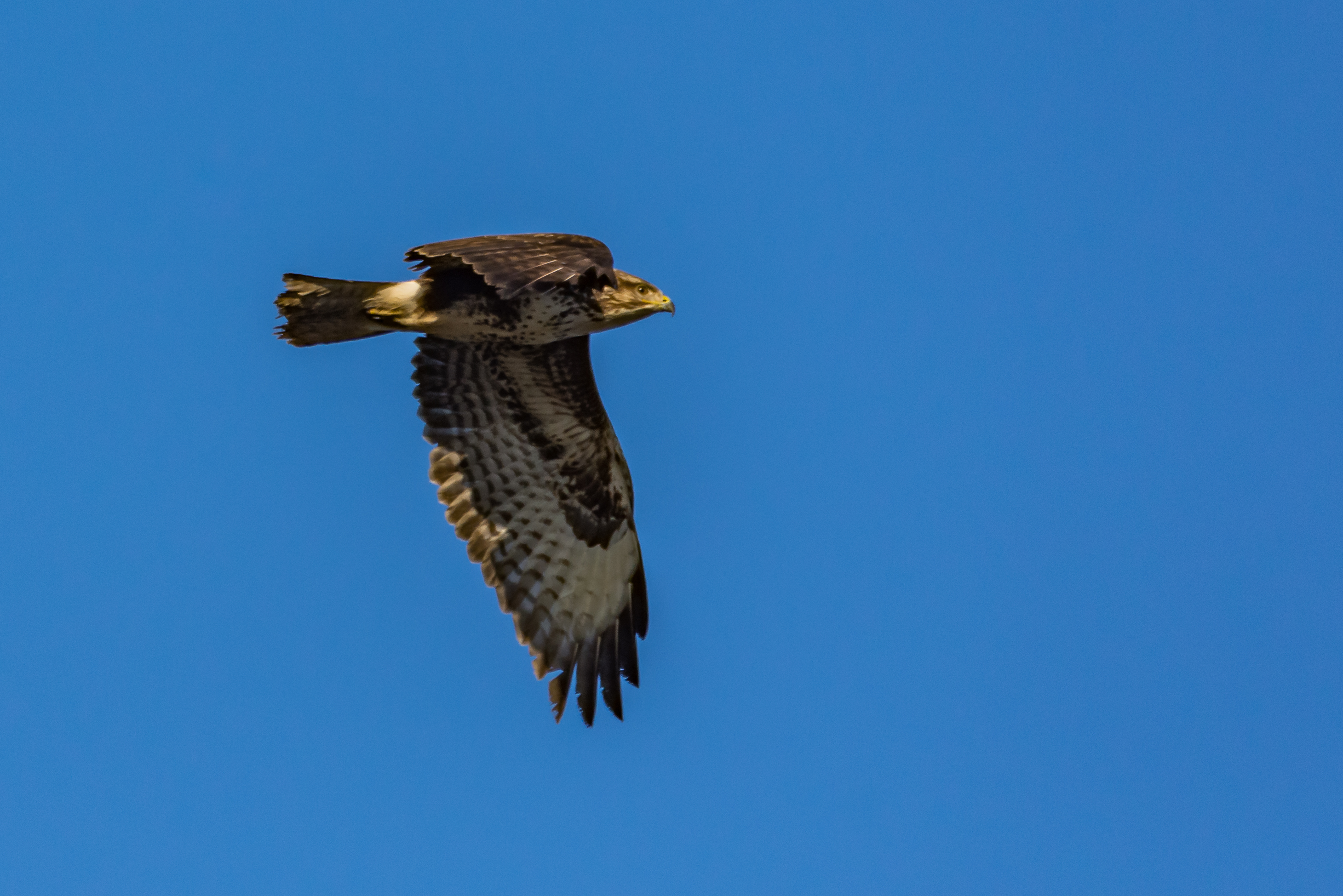 Wildlife sightings - 08/03/19