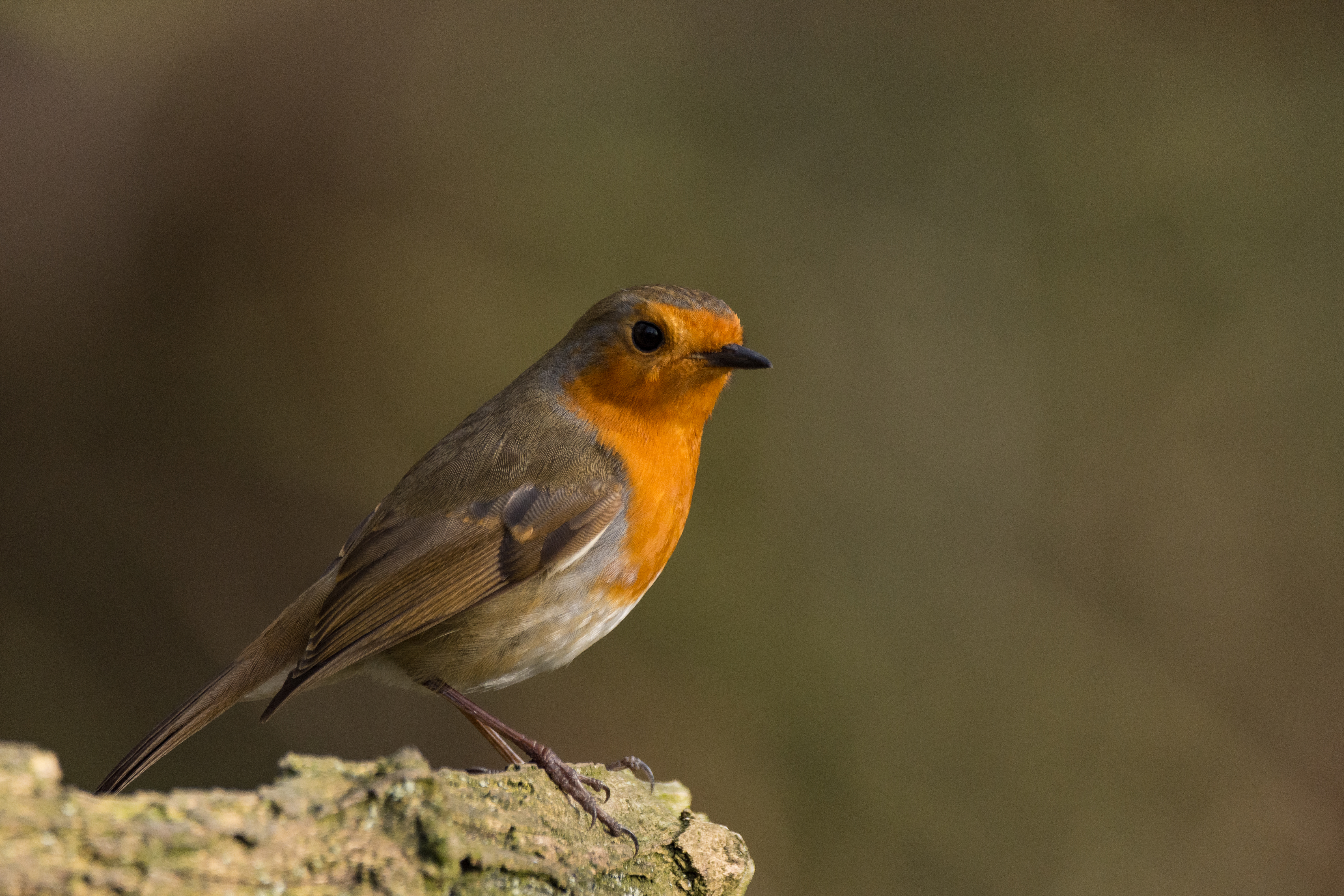 Wildlife Sightings - 16/08/19 