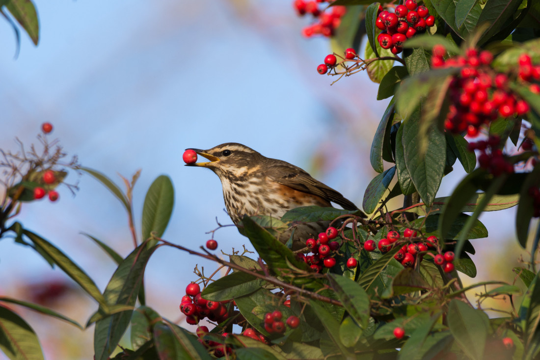 Redwing in the trees around the sheltered lagoon 