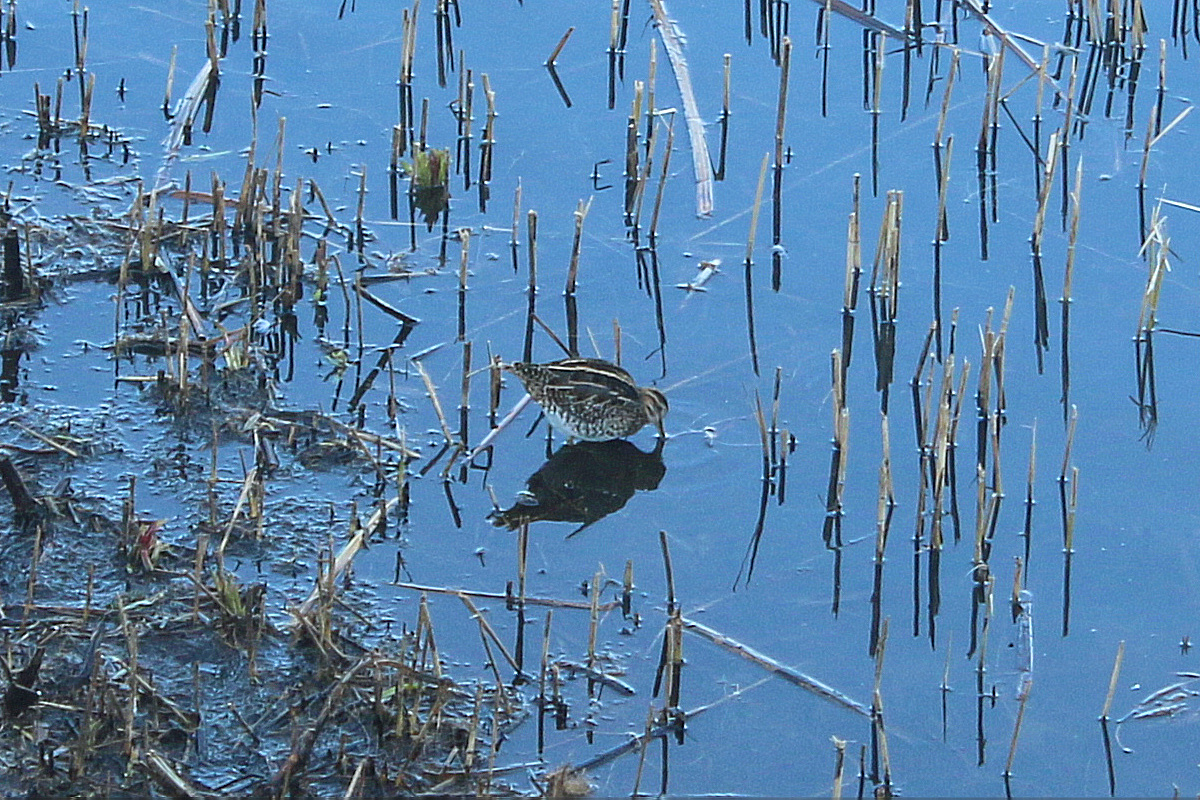 Wildlife Sightings for 12th September 2023