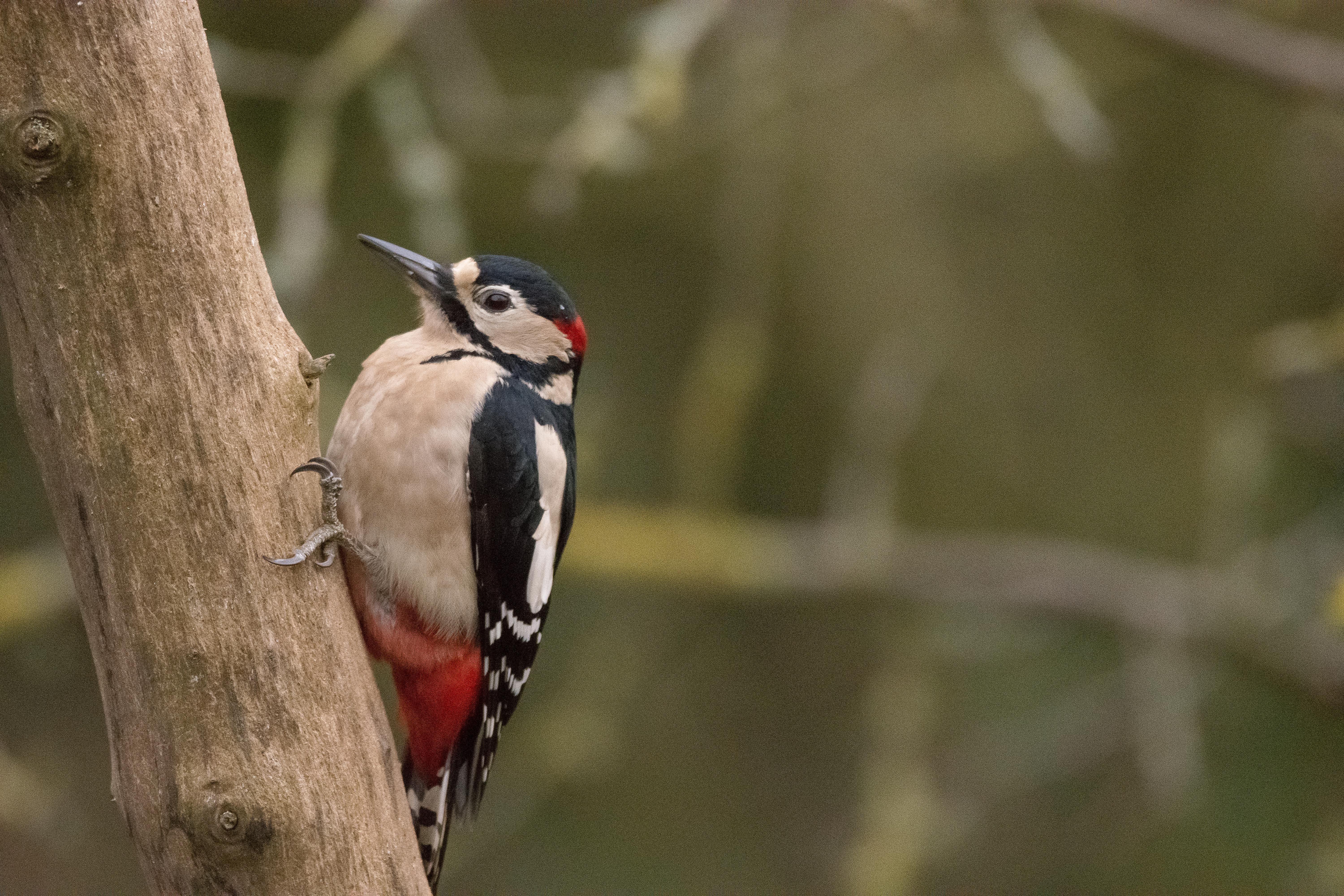 Wildlife sightings 10/05/2020