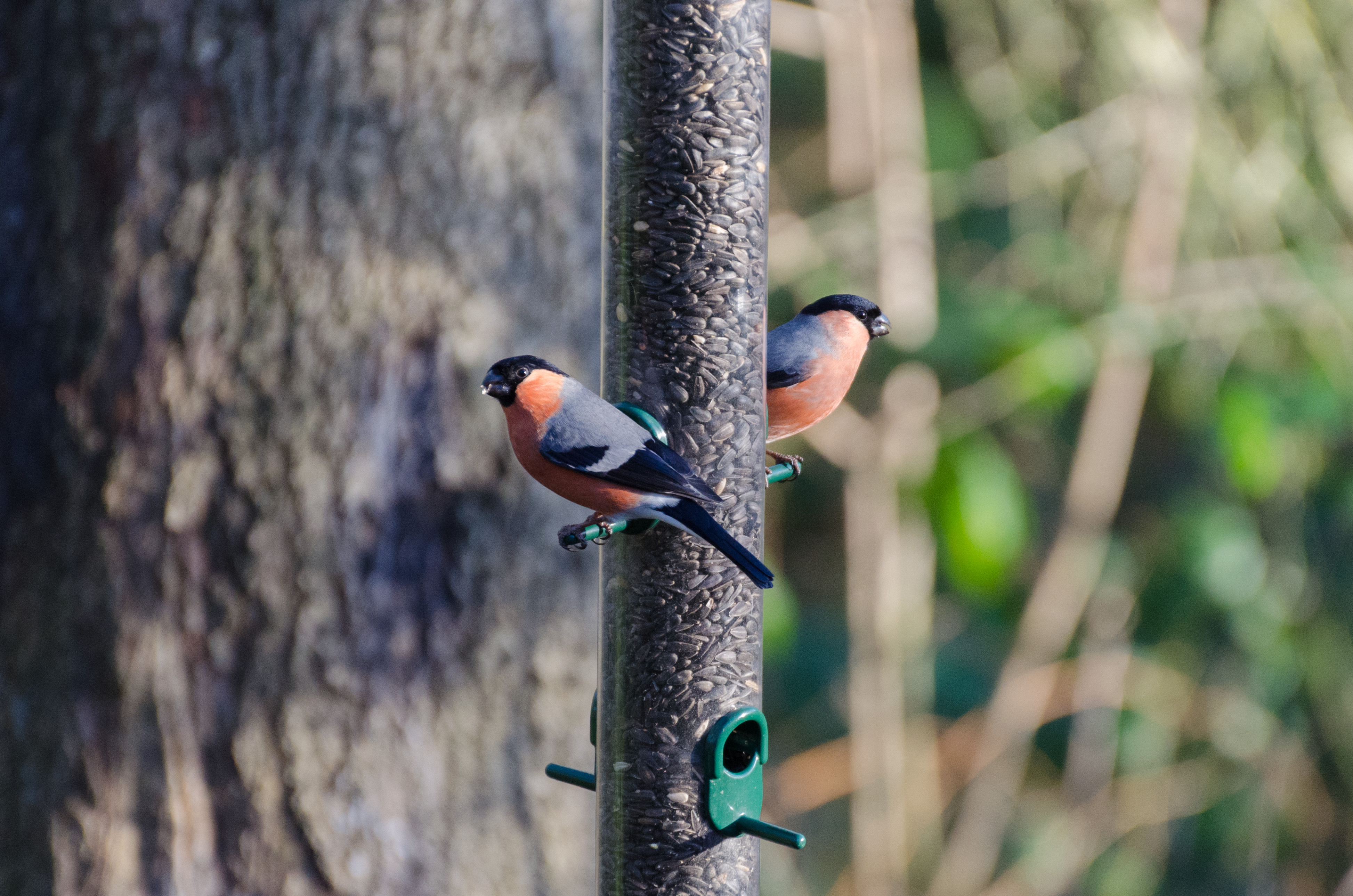 Wildlife sightings - 28/02/19