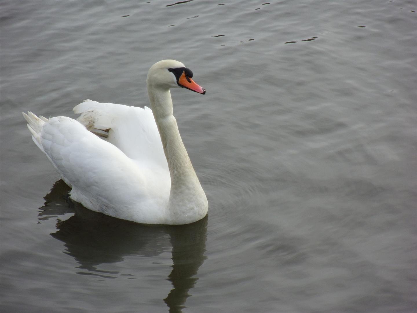 Wildlife Sightings 31/03/2022