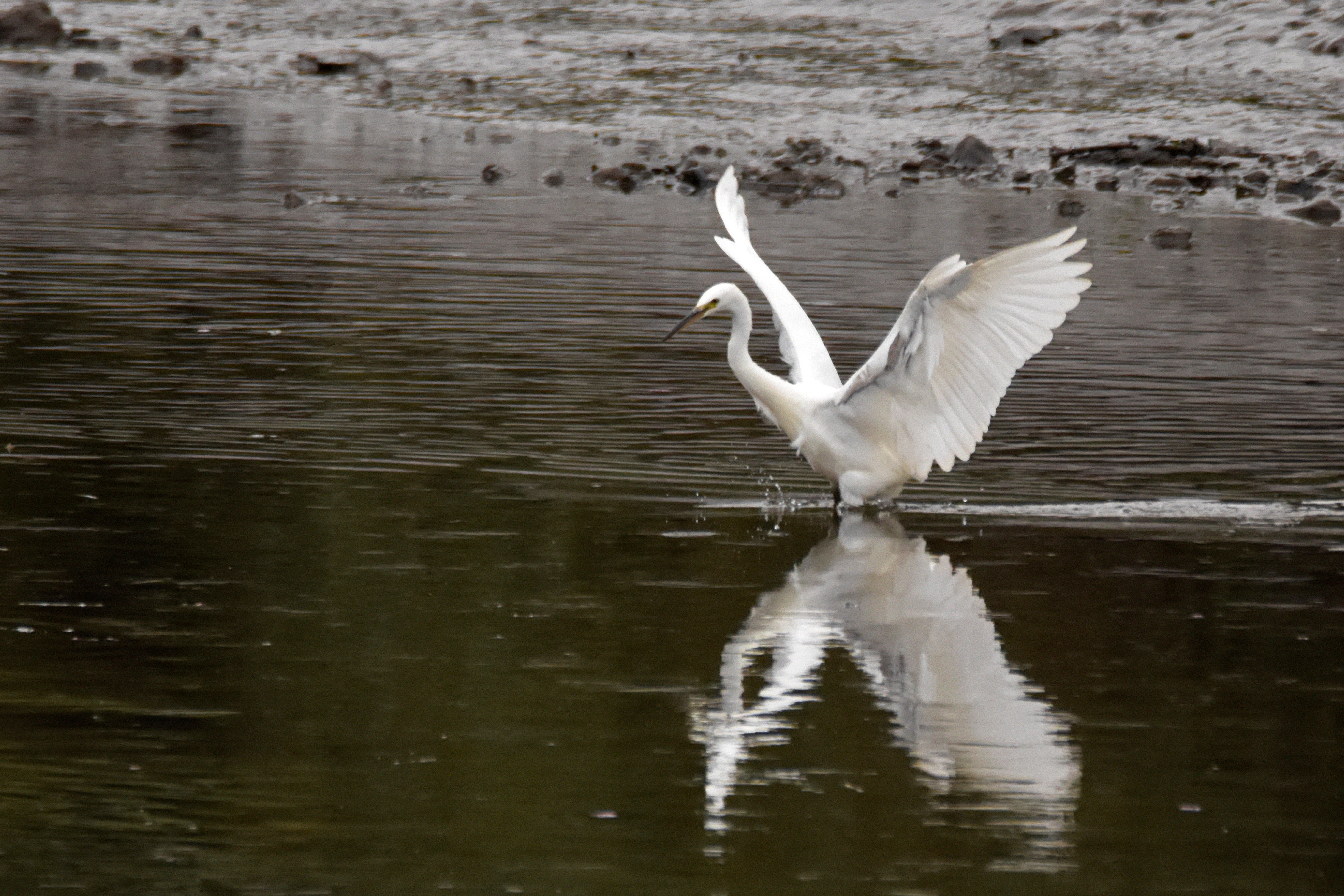 Little egret citizen survey - the results