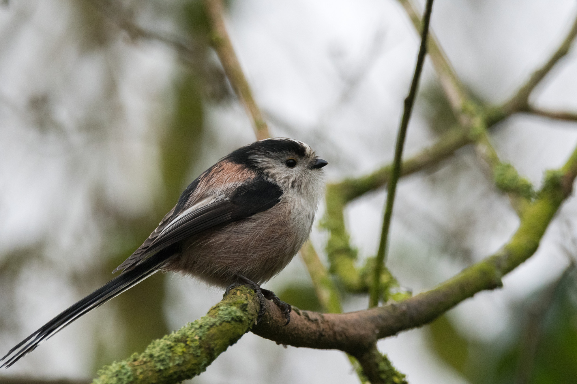 Wildlife Sightings  - 01/11/20