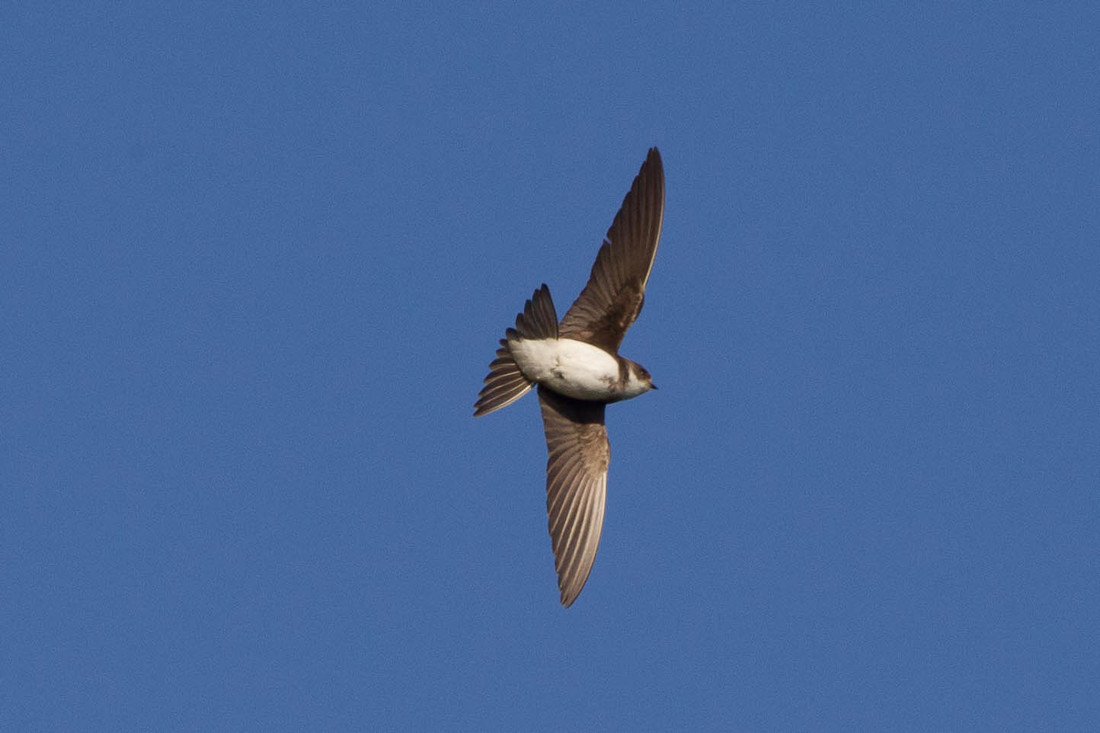 First Sand Martin sightings of the year 