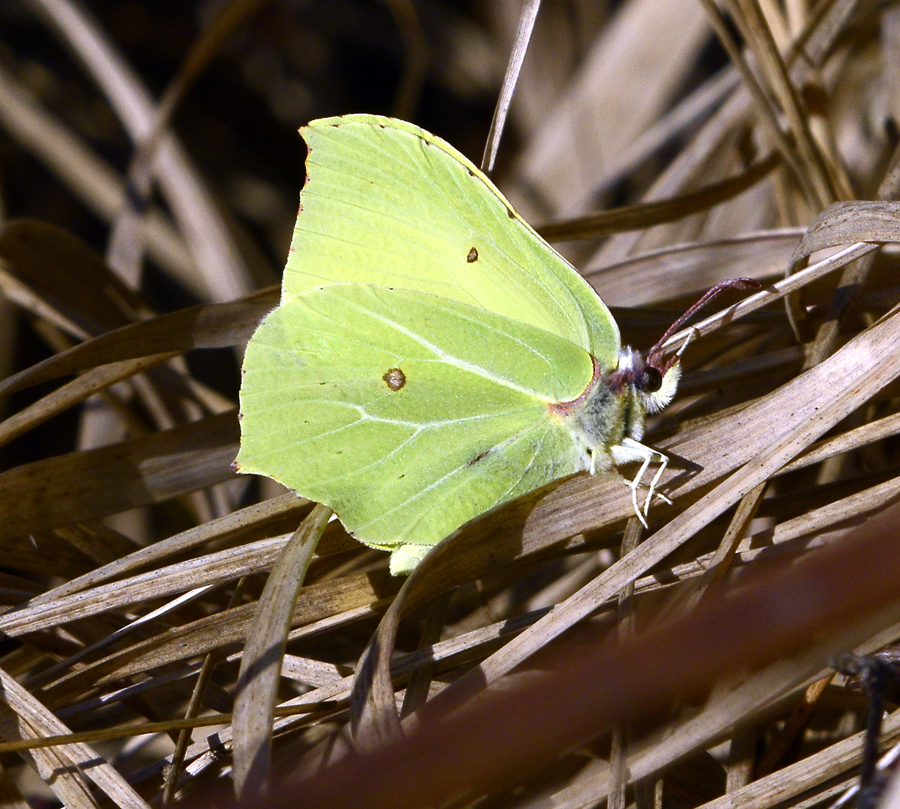 Brimstones emerge in springlike  temperatures 