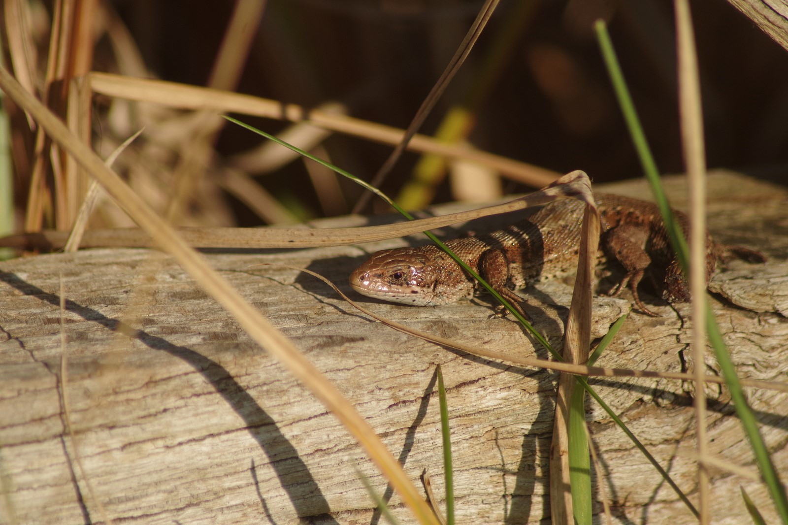 Wildlife sightings for 20th June 2022