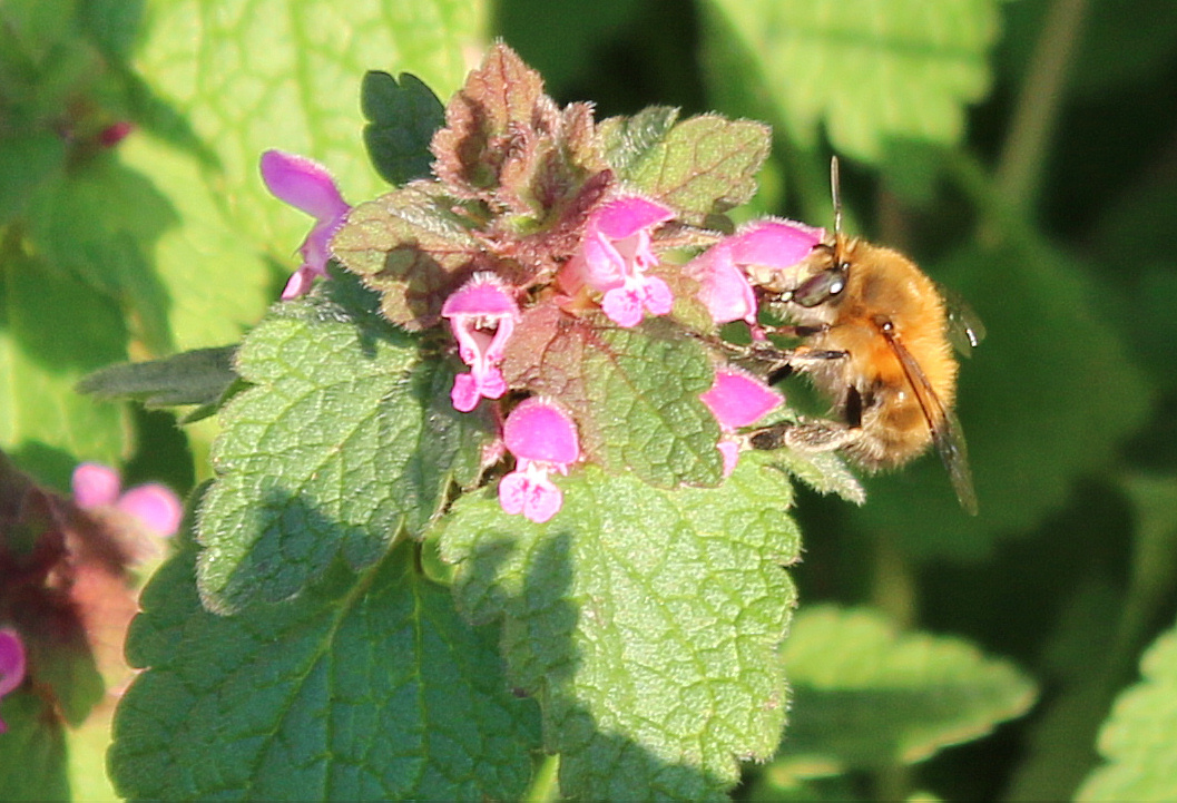 Wildlife sightings for 27th September 2022