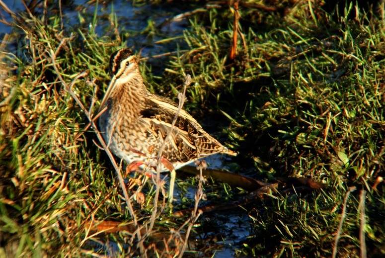 Wildlife sightings for 23rd October 2020