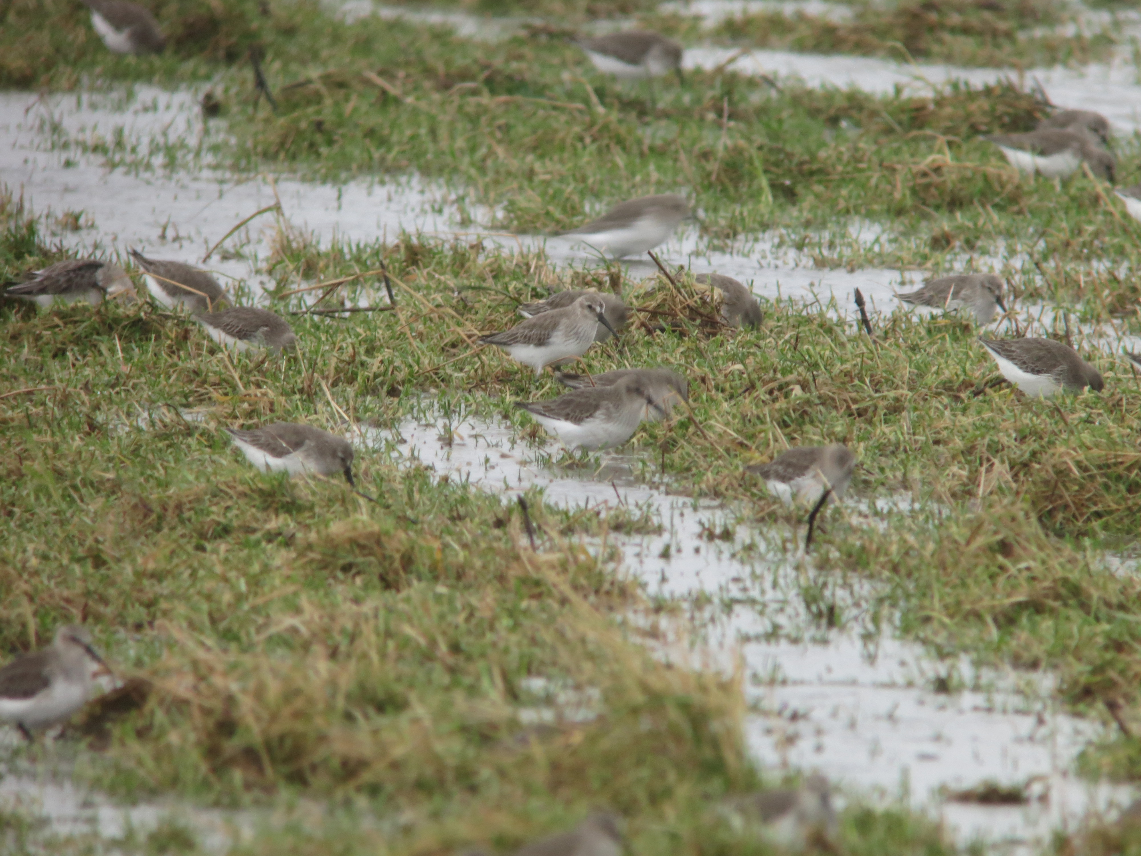 Waderfest