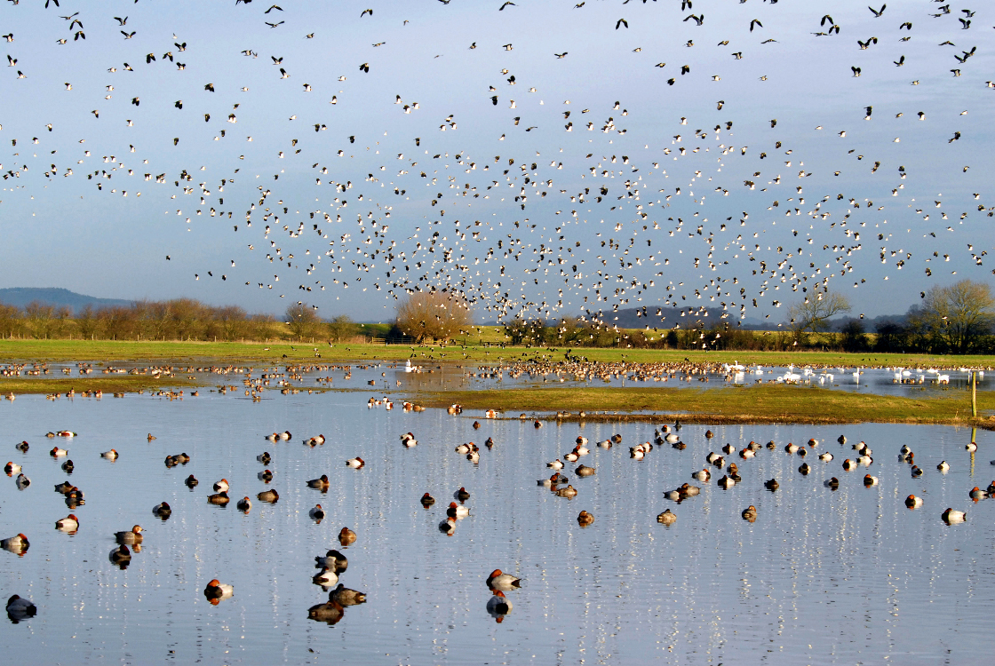 Nature springs into action early as unseasonal temperatures soar