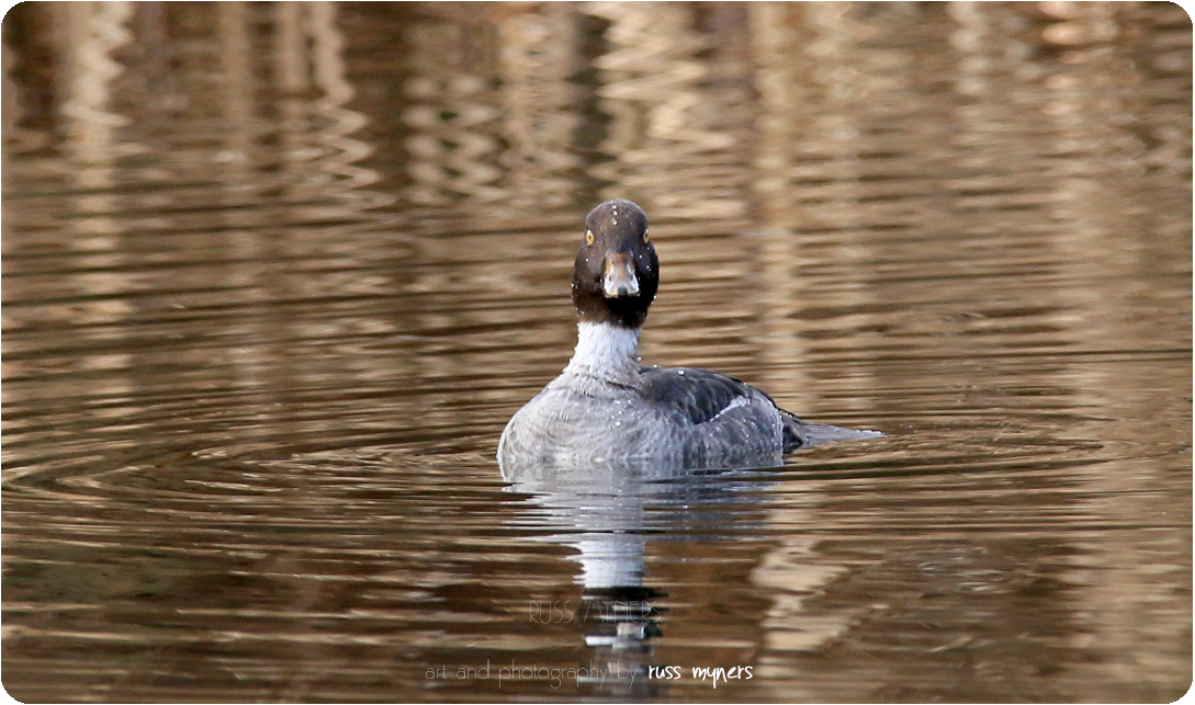 Recent sightings 6th - 9th March