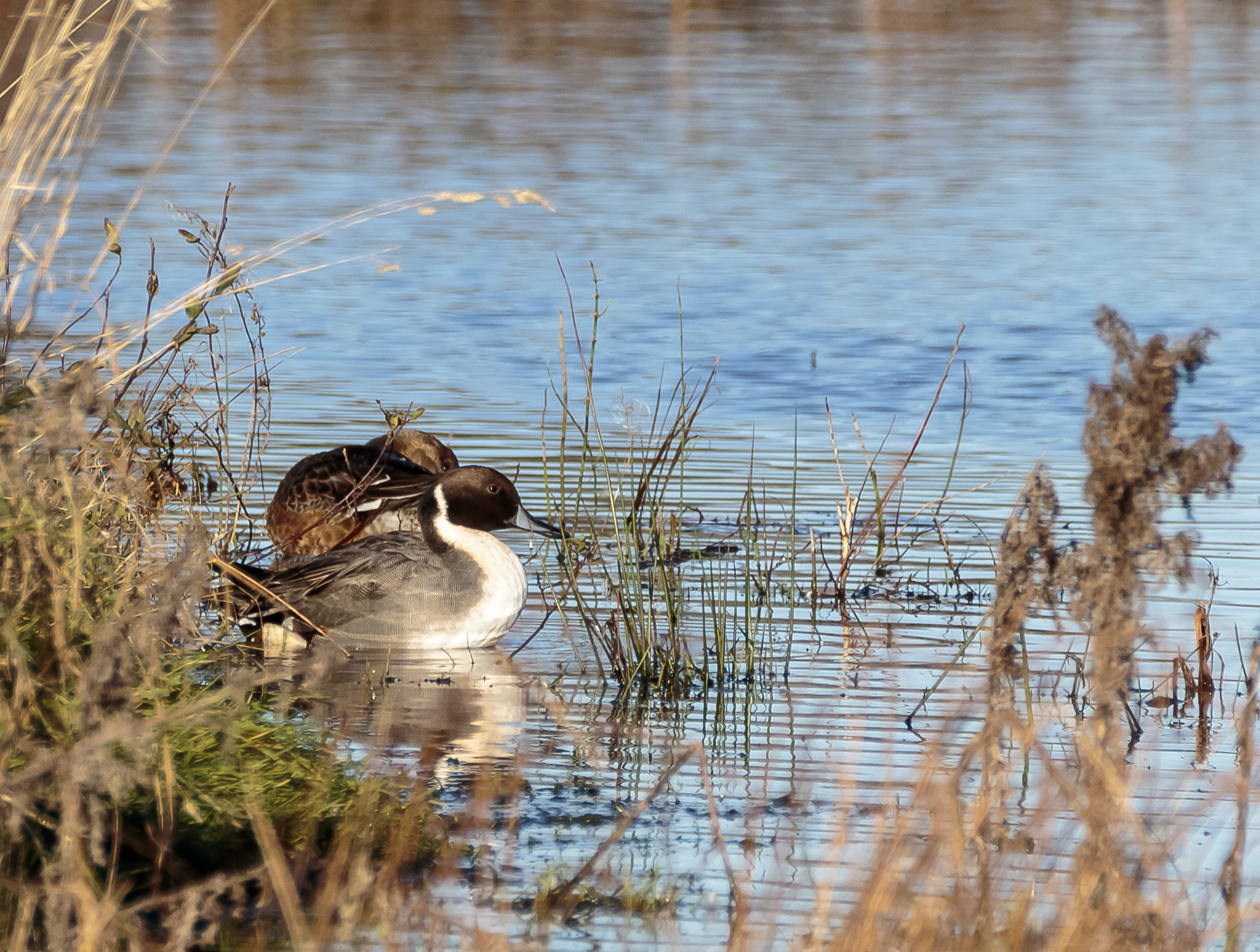 Pintail Popping in