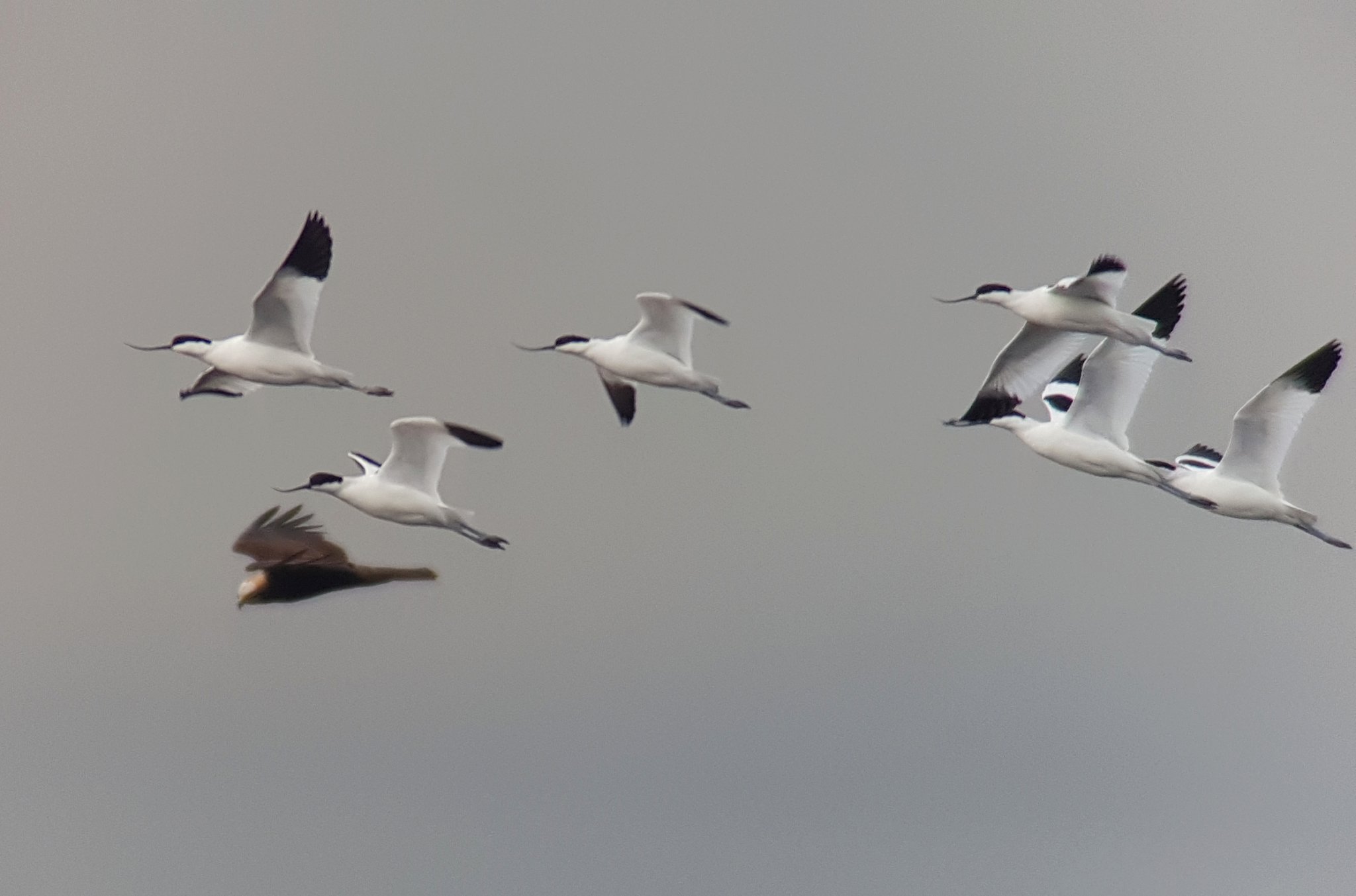 Record Avocet Count