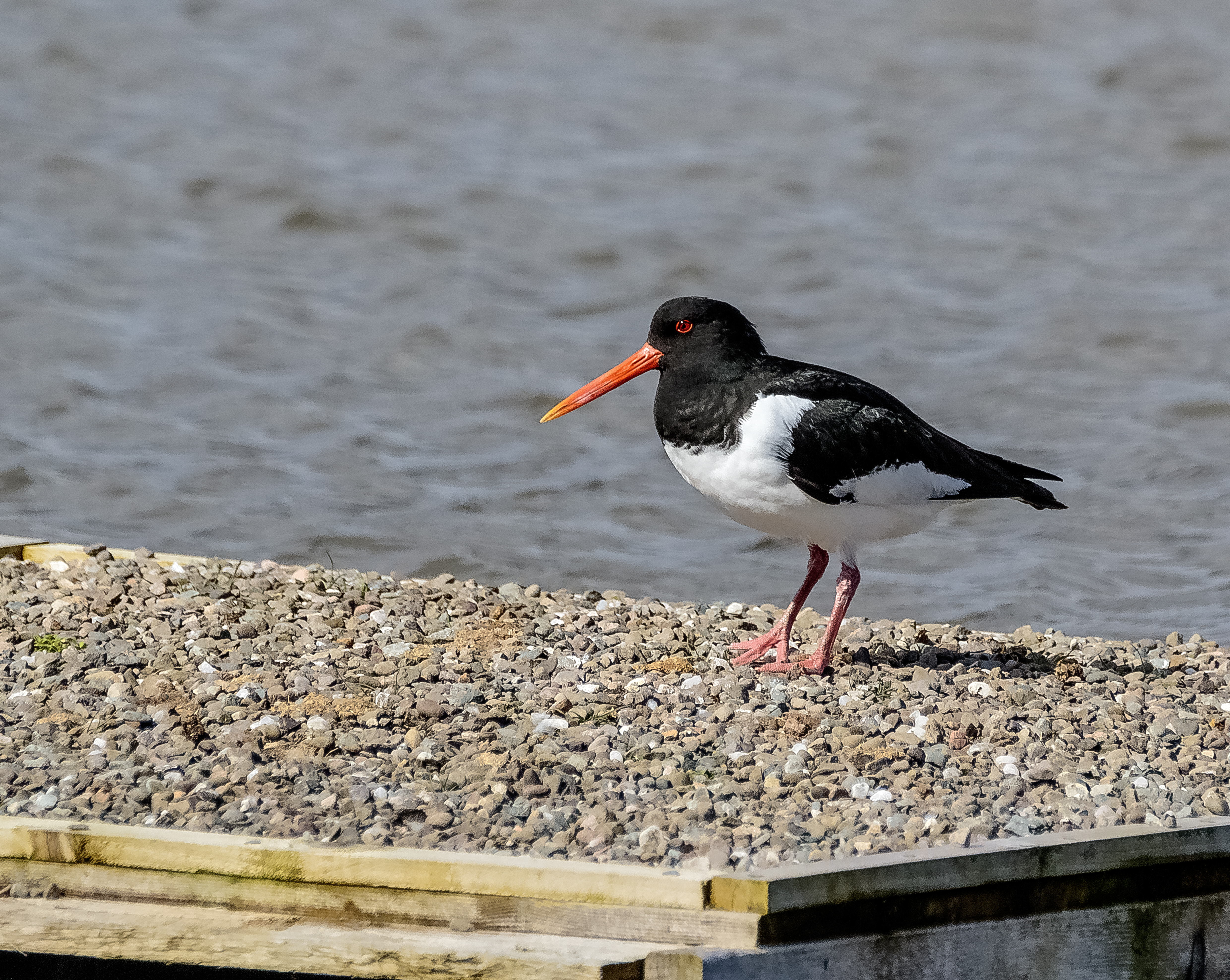 Oystercatchers Prospecting