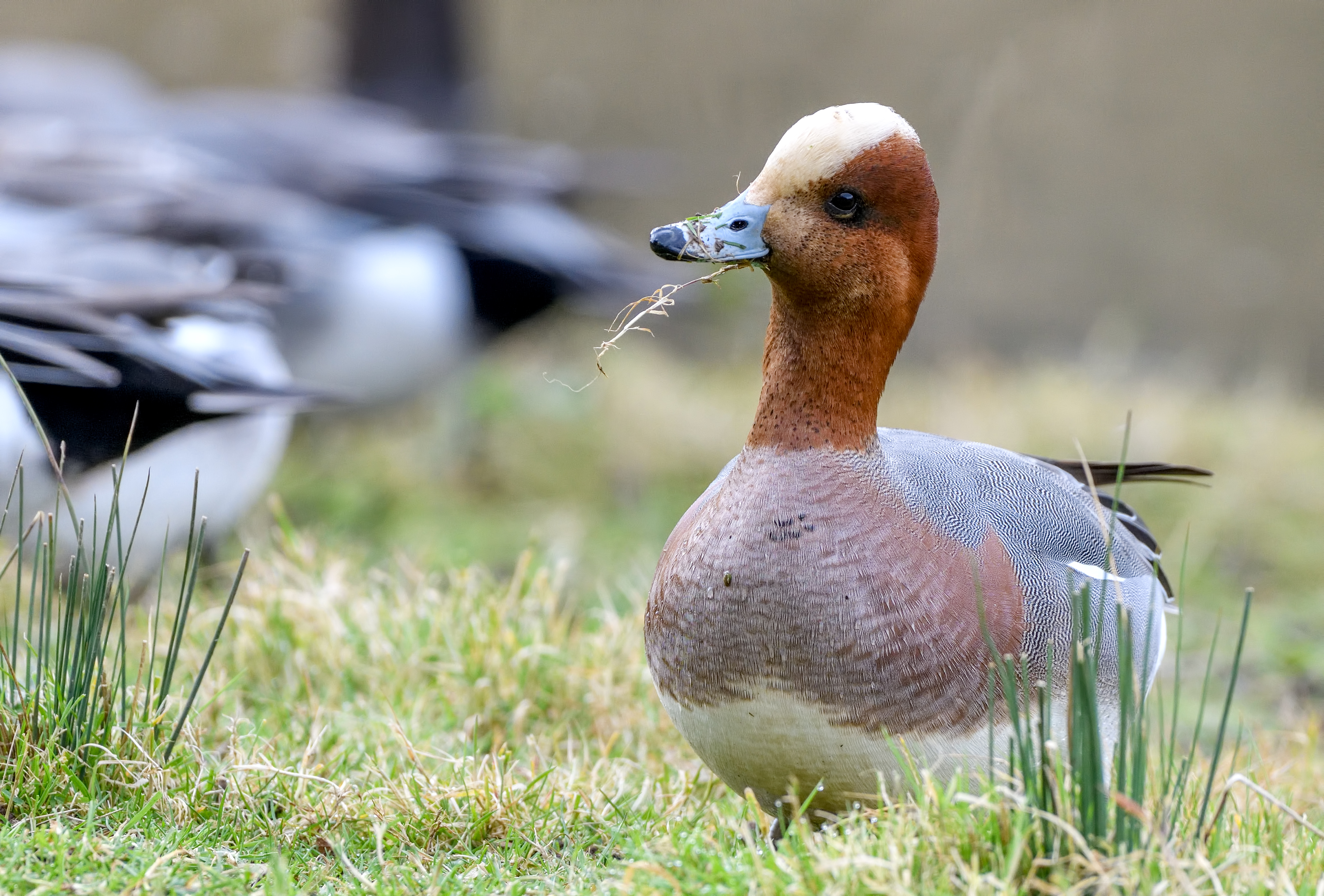 Recent SIghtings 12th - 19th September