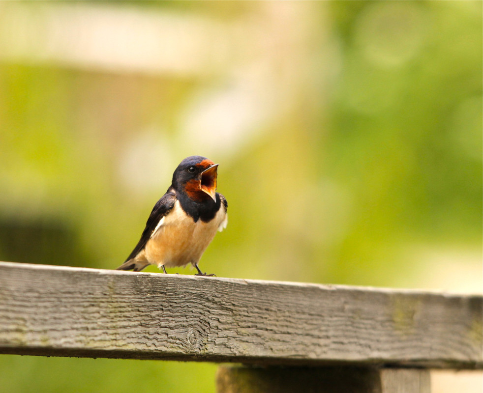 Wildlife sightings for 22nd April 2022