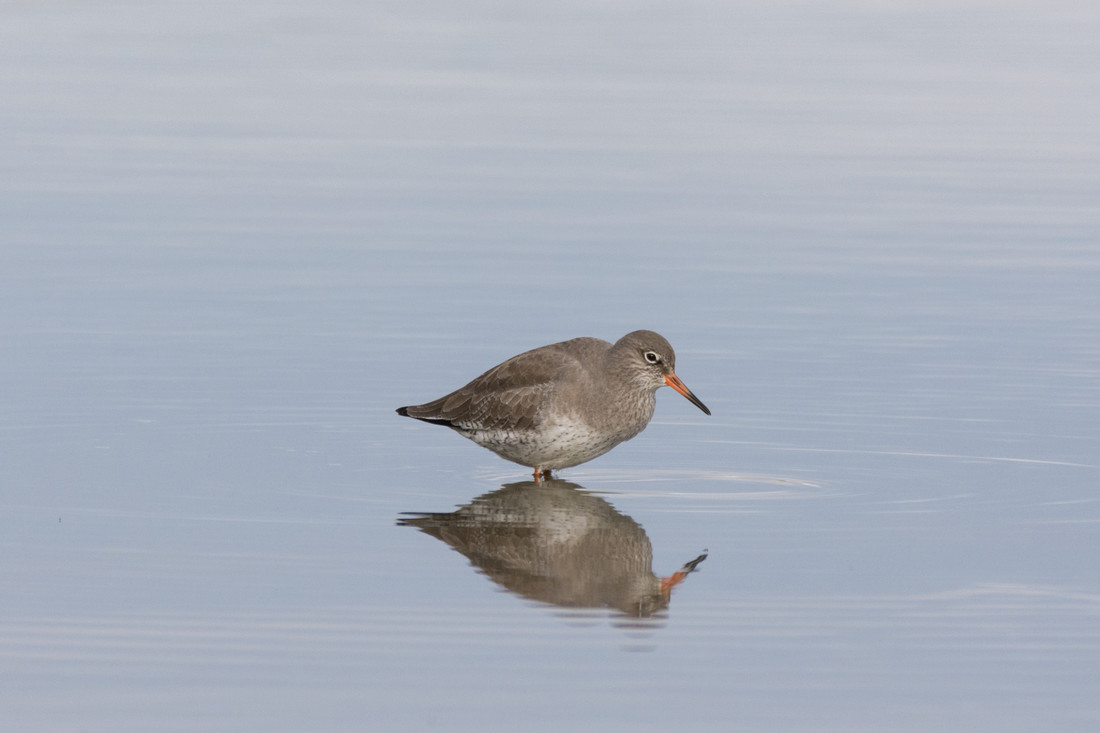 Redshank busy feeding on the marsh