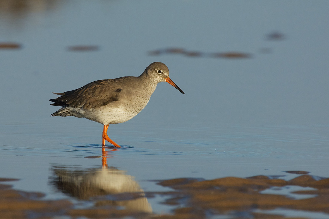 Redshank very active on the marsh